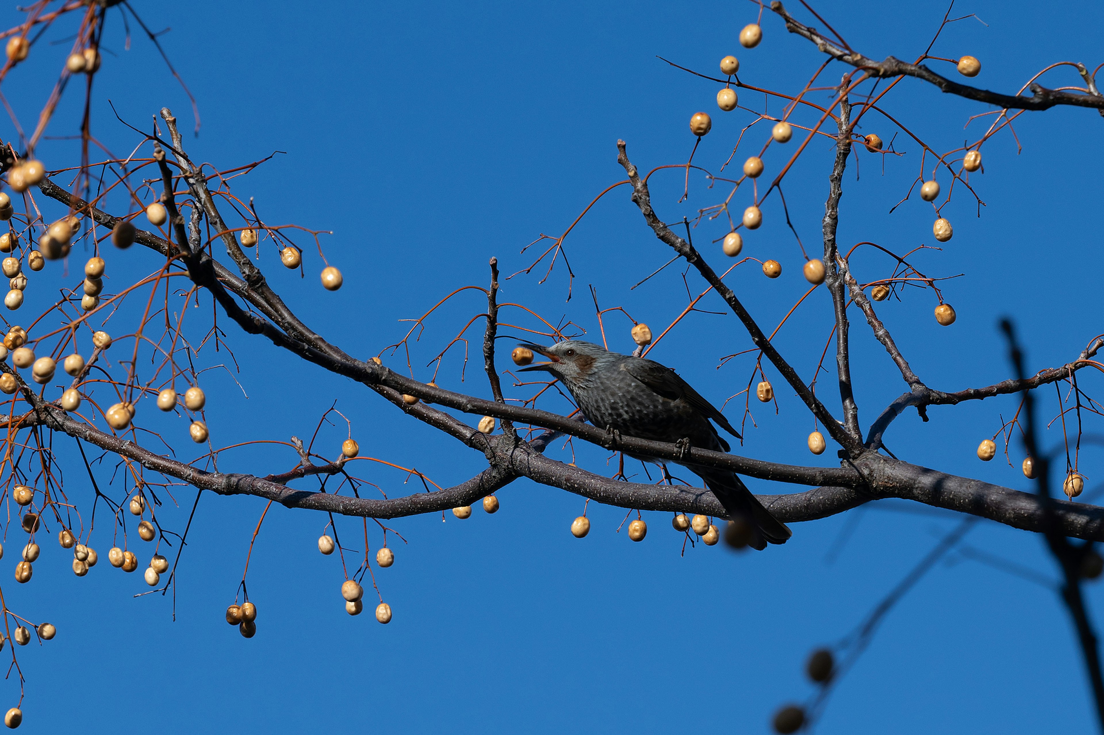 Un oiseau picorant des fruits sur une branche sous un ciel bleu