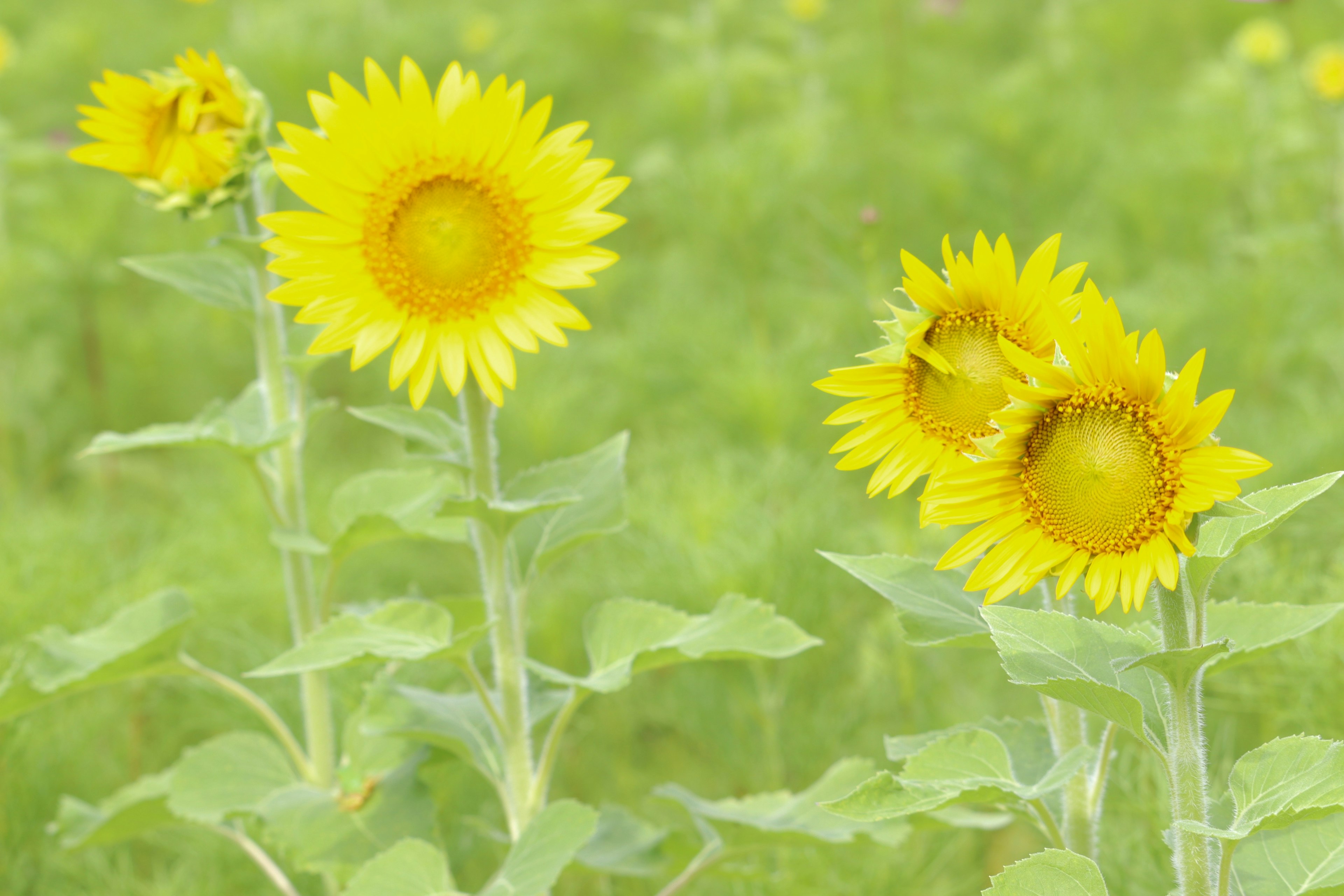 Campo de girasoles amarillos brillantes en flor