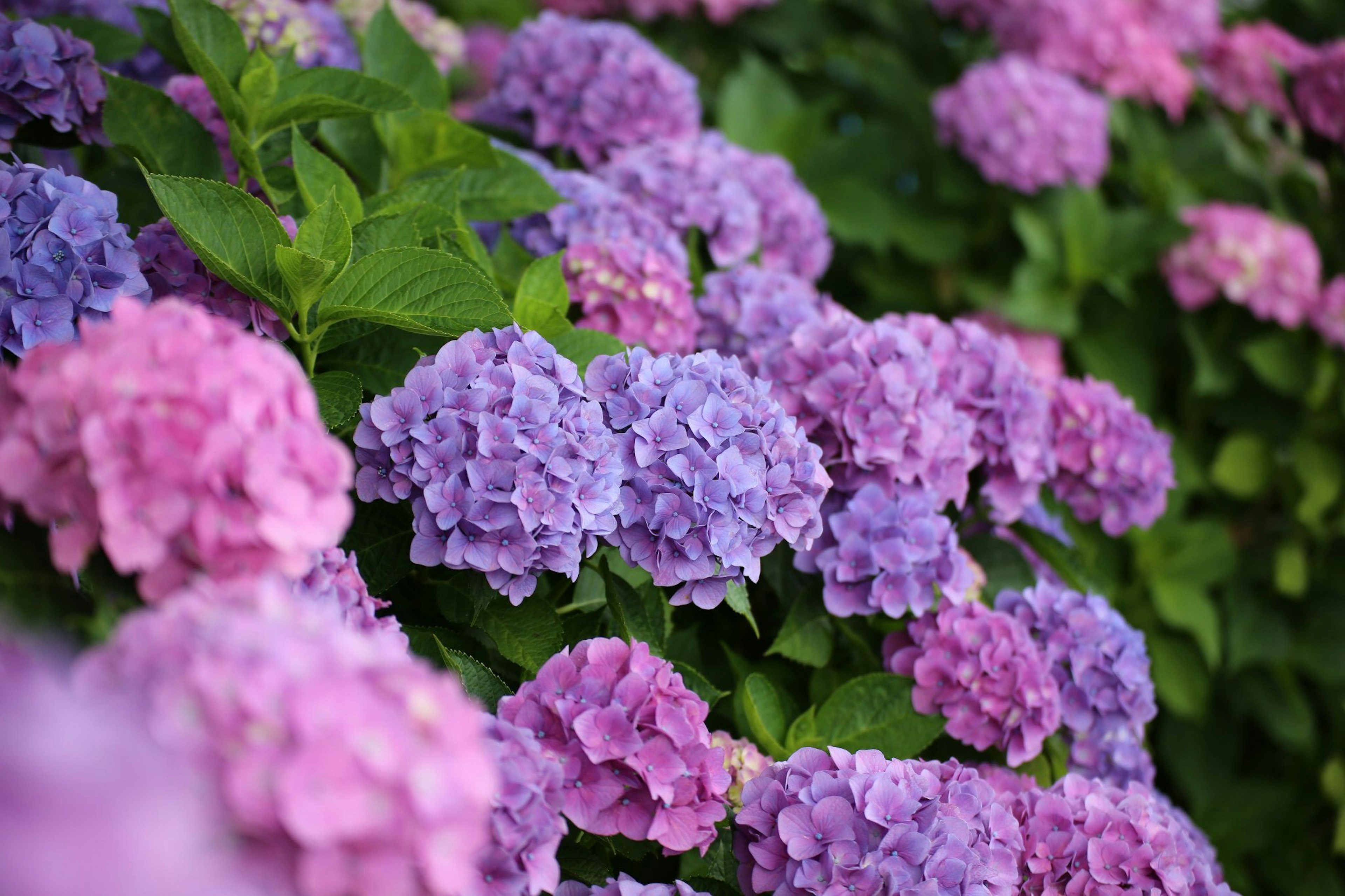 Purple and pink hydrangea flowers blooming against a green background