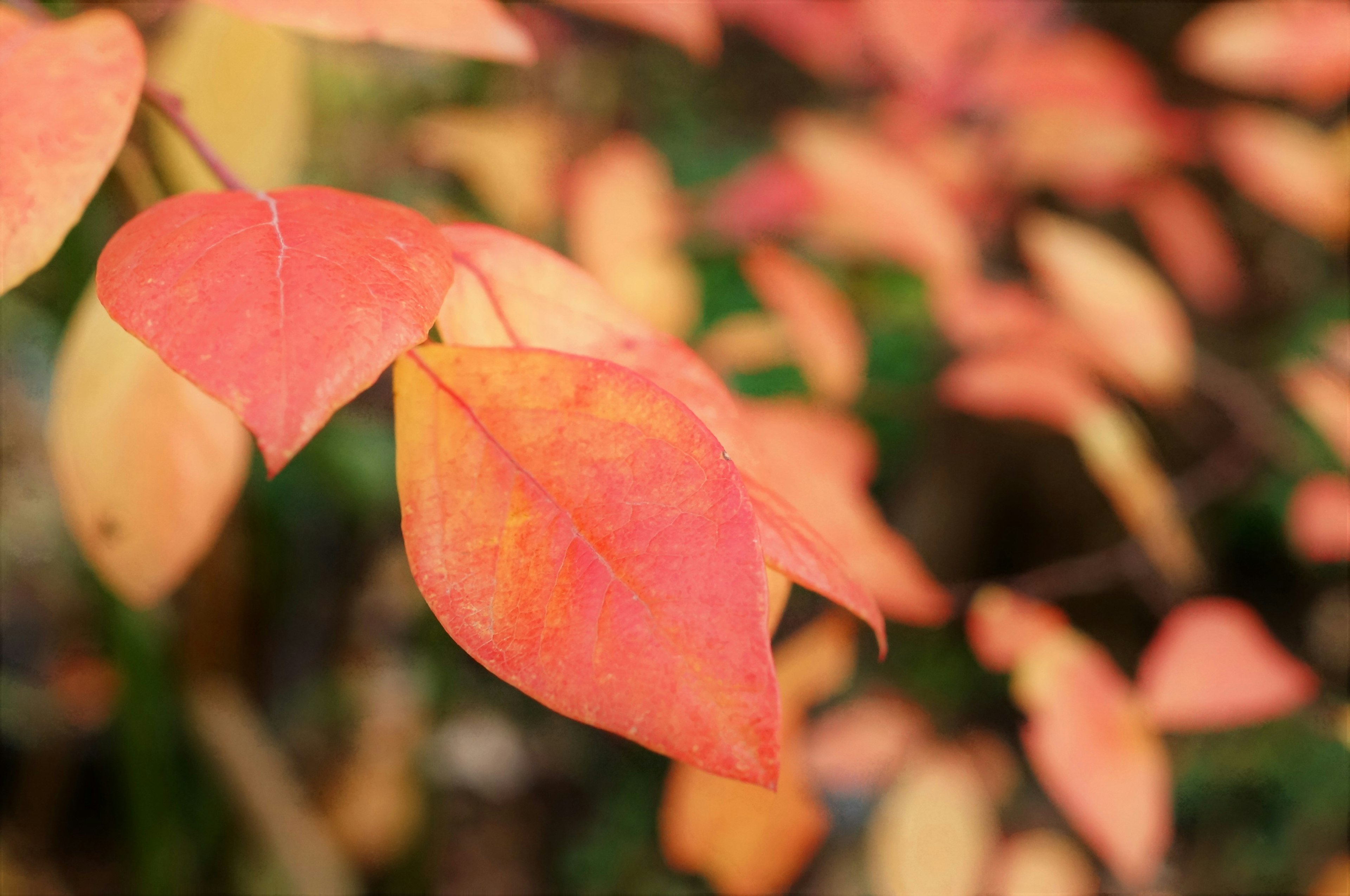 Foglie arancioni e gialle vivaci di una pianta autunnale