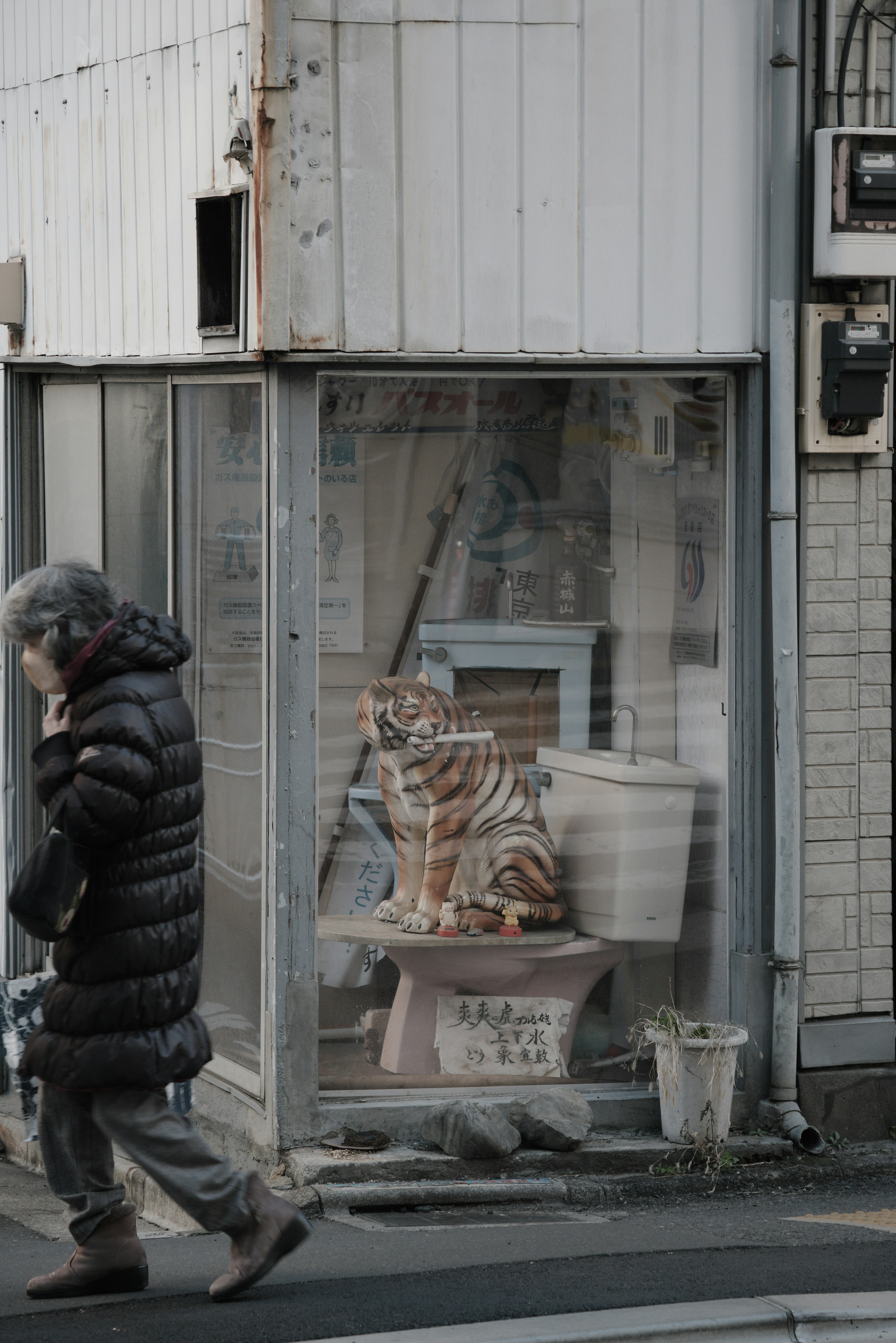 Immagine che mostra una scultura di tigre all'interno di un negozio con vetrina