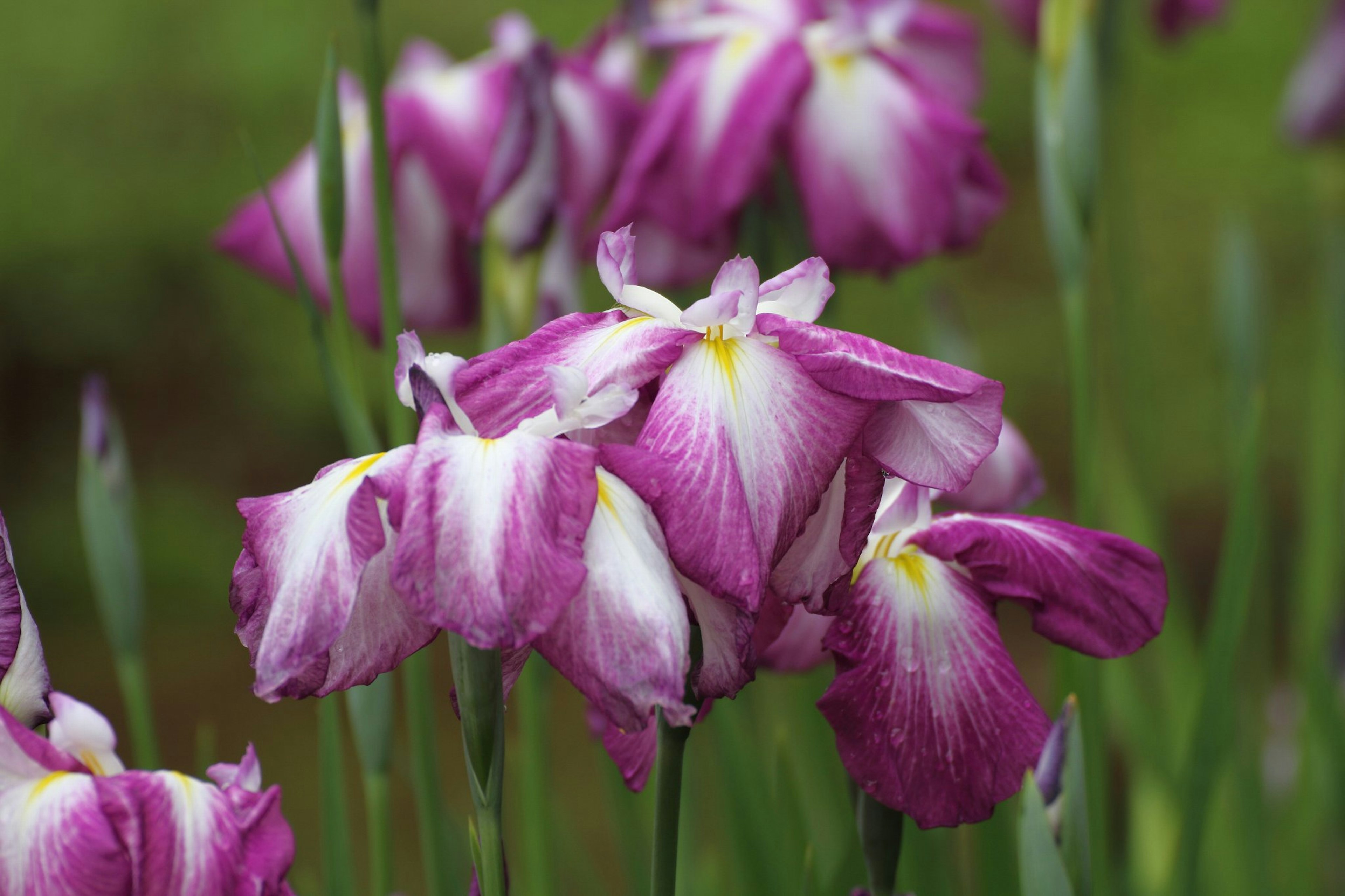 紫色のアイリスの花が咲いている