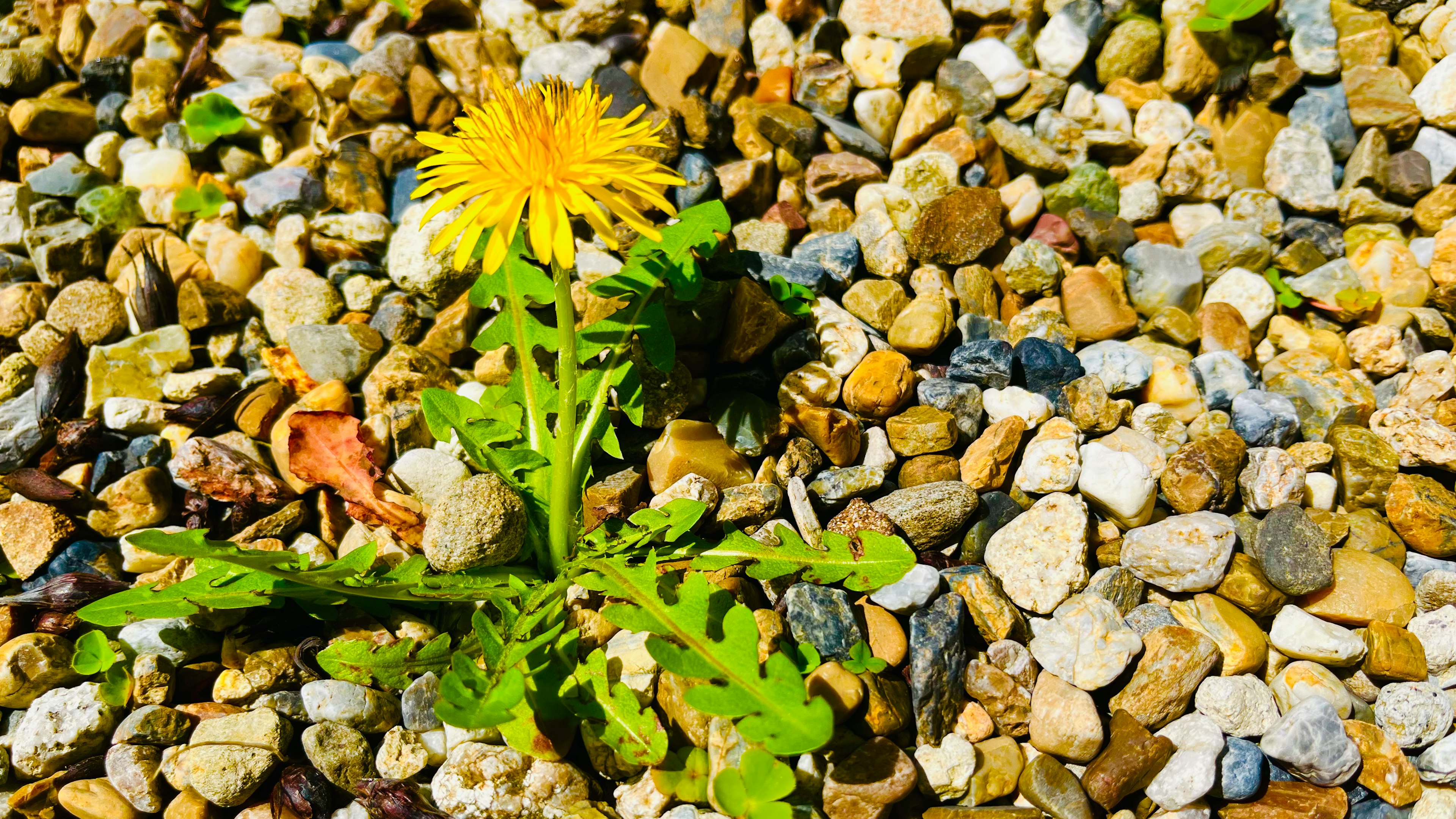 Flor de diente de león amarilla creciendo entre piedras