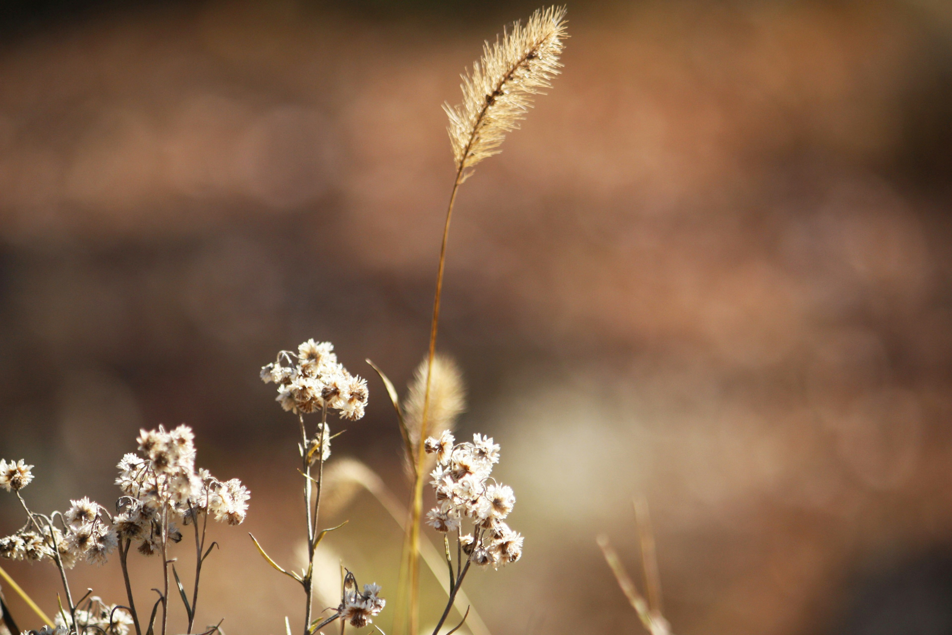 A close-up of white flowers and a tall grass against a blurred background