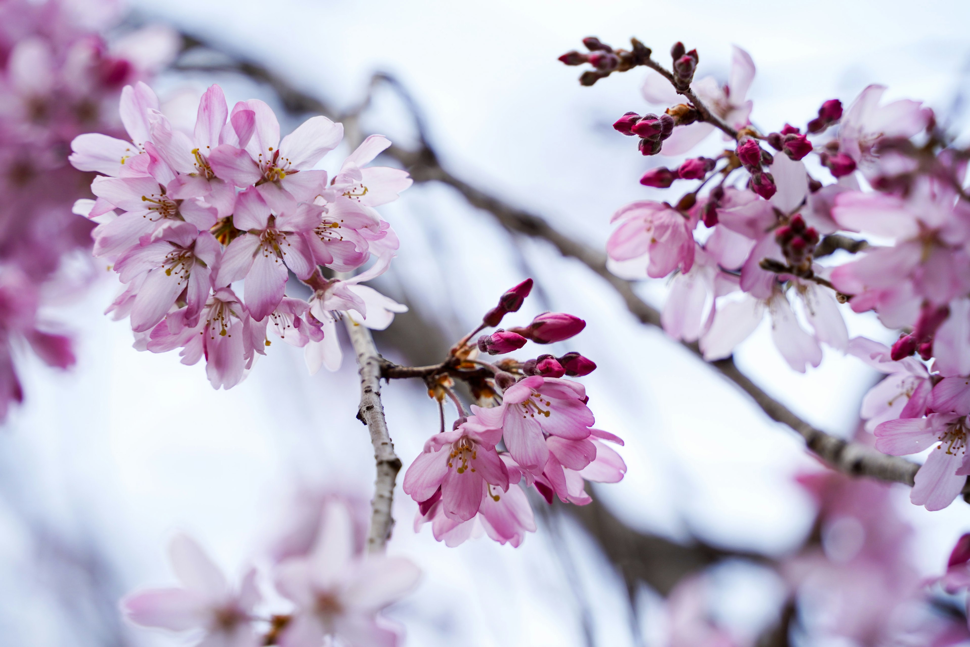 桜の花が咲いている枝のクローズアップ美しいピンク色の花びらとつぼみ