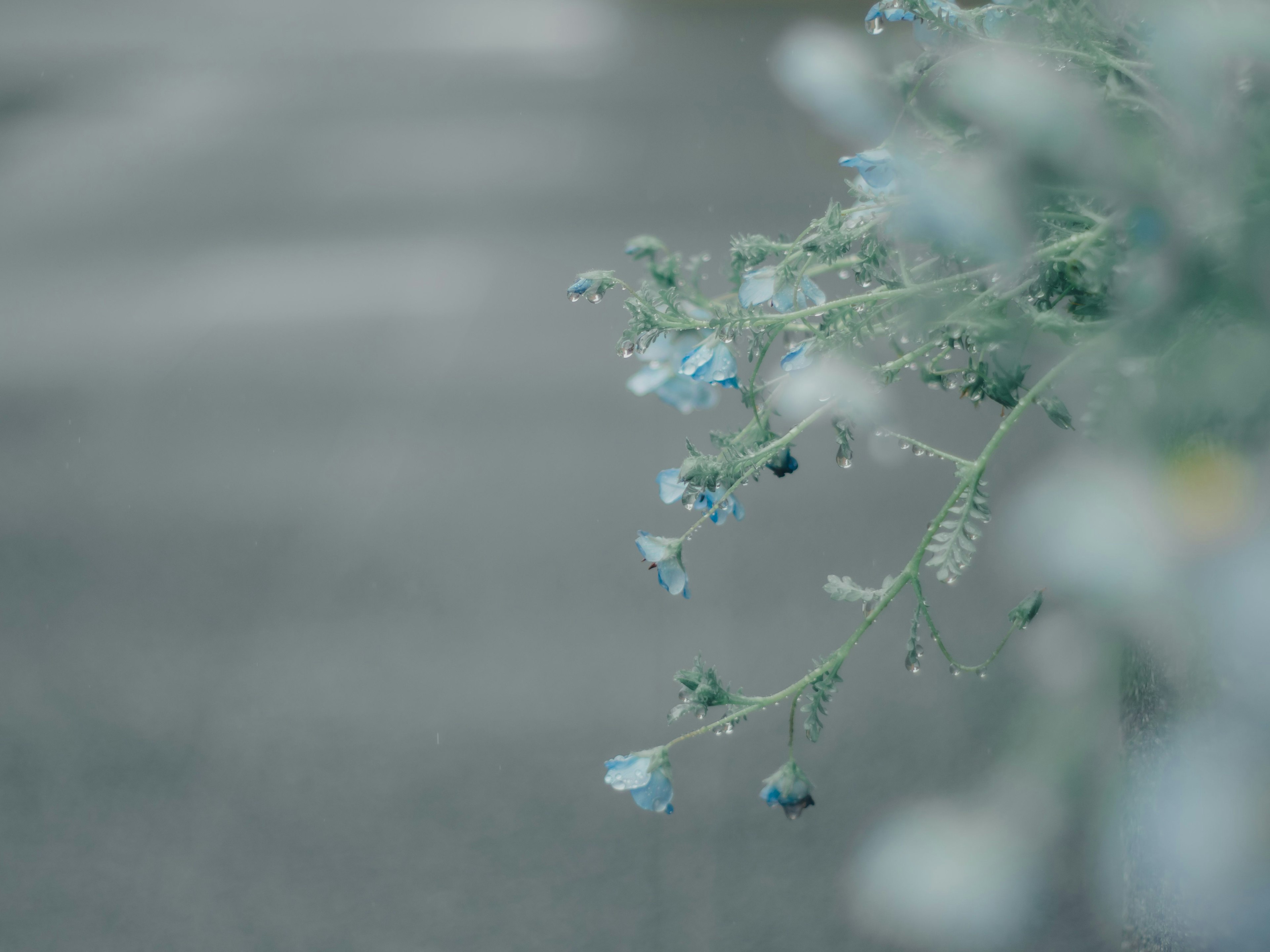 Gros plan d'une plante avec des fleurs bleues arrière-plan flou d'une route