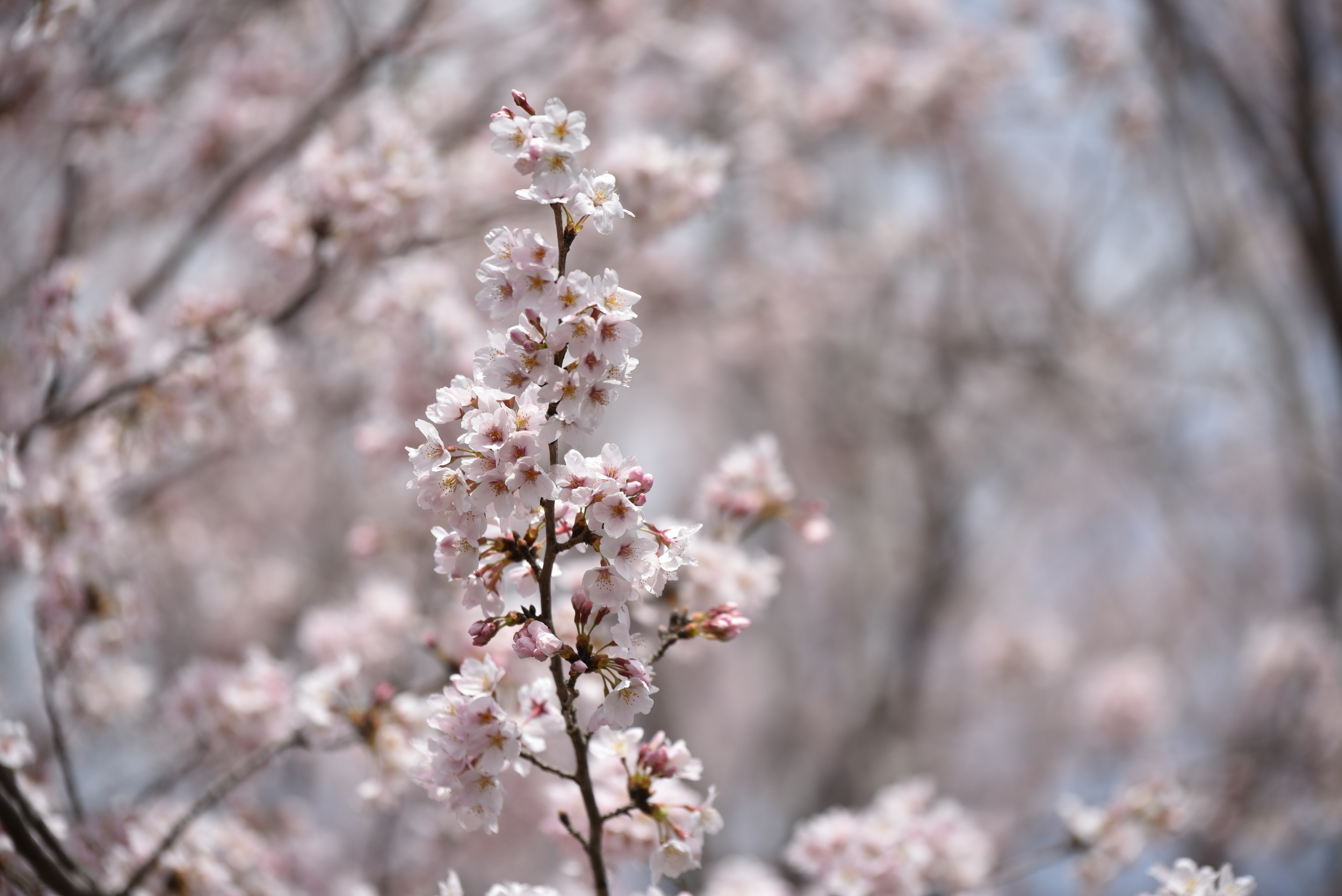 Close-up cabang bunga sakura dengan bunga merah muda lembut