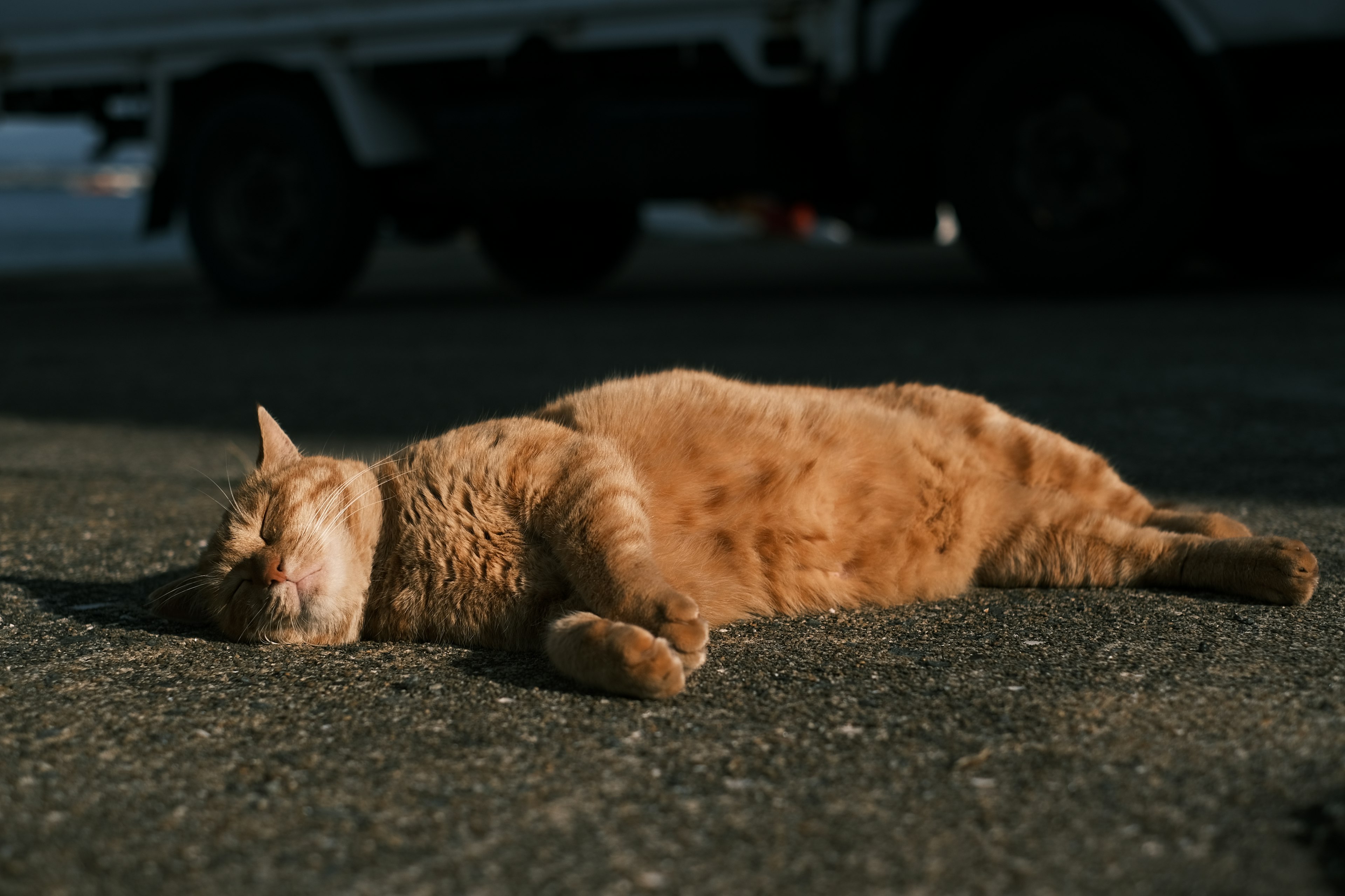 An orange cat lying on the ground soaking up sunlight