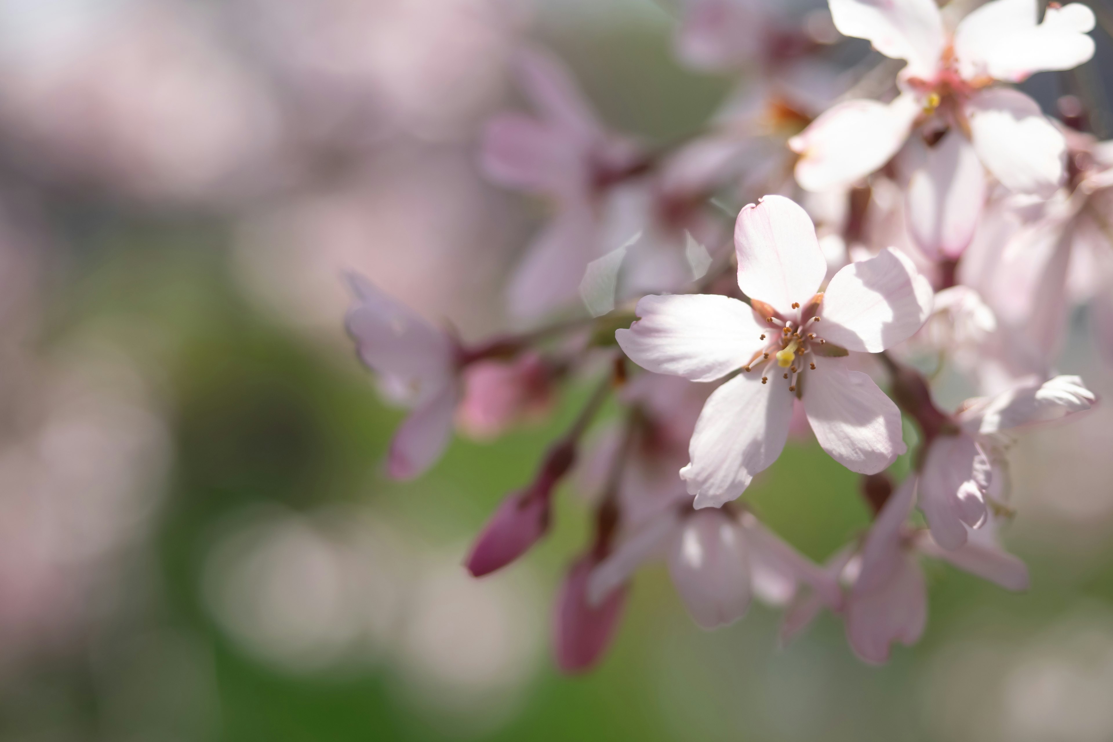 Kedekatan bunga sakura yang mekar