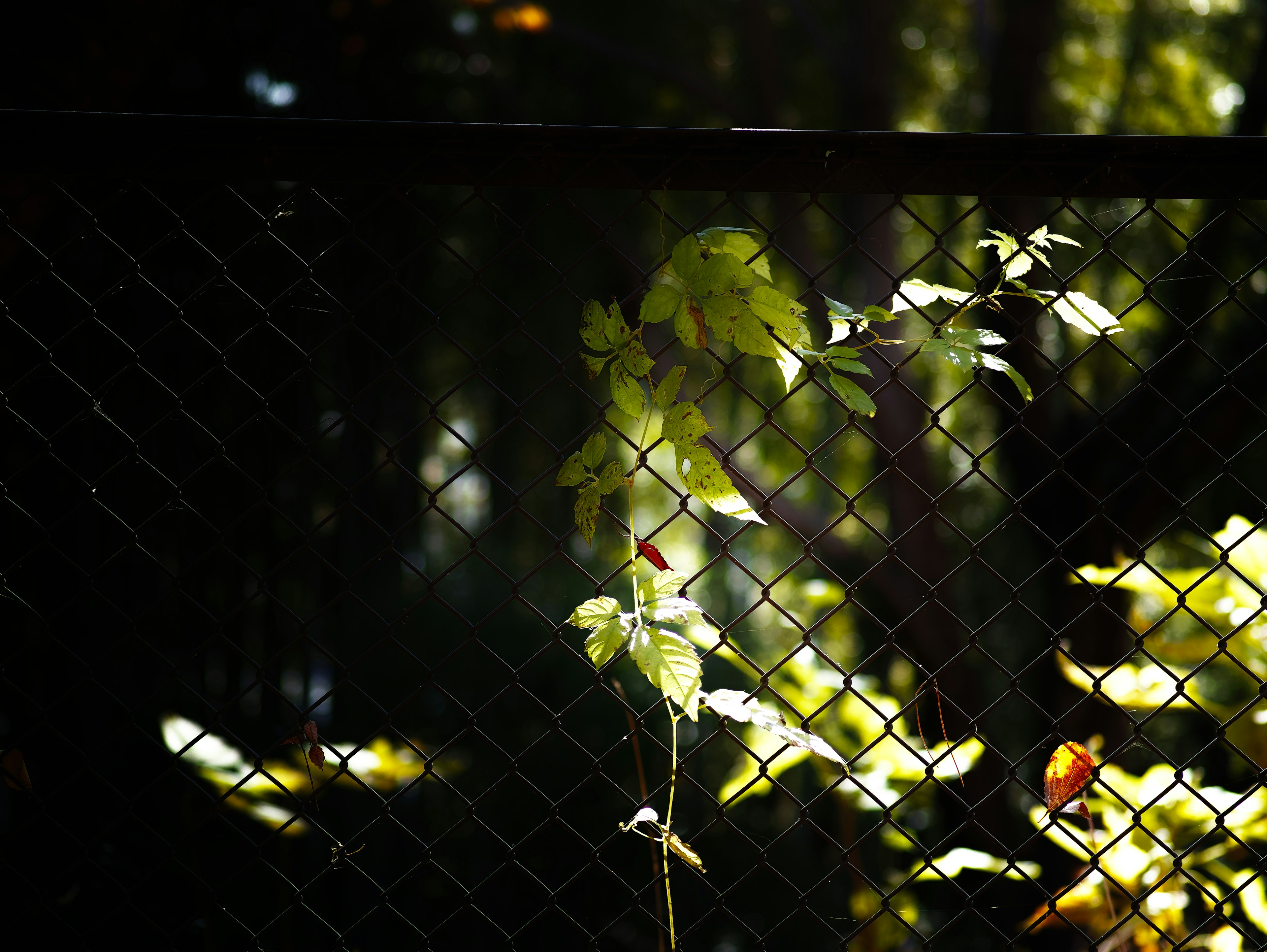 Green leaves climbing a black fence with a blurred green background