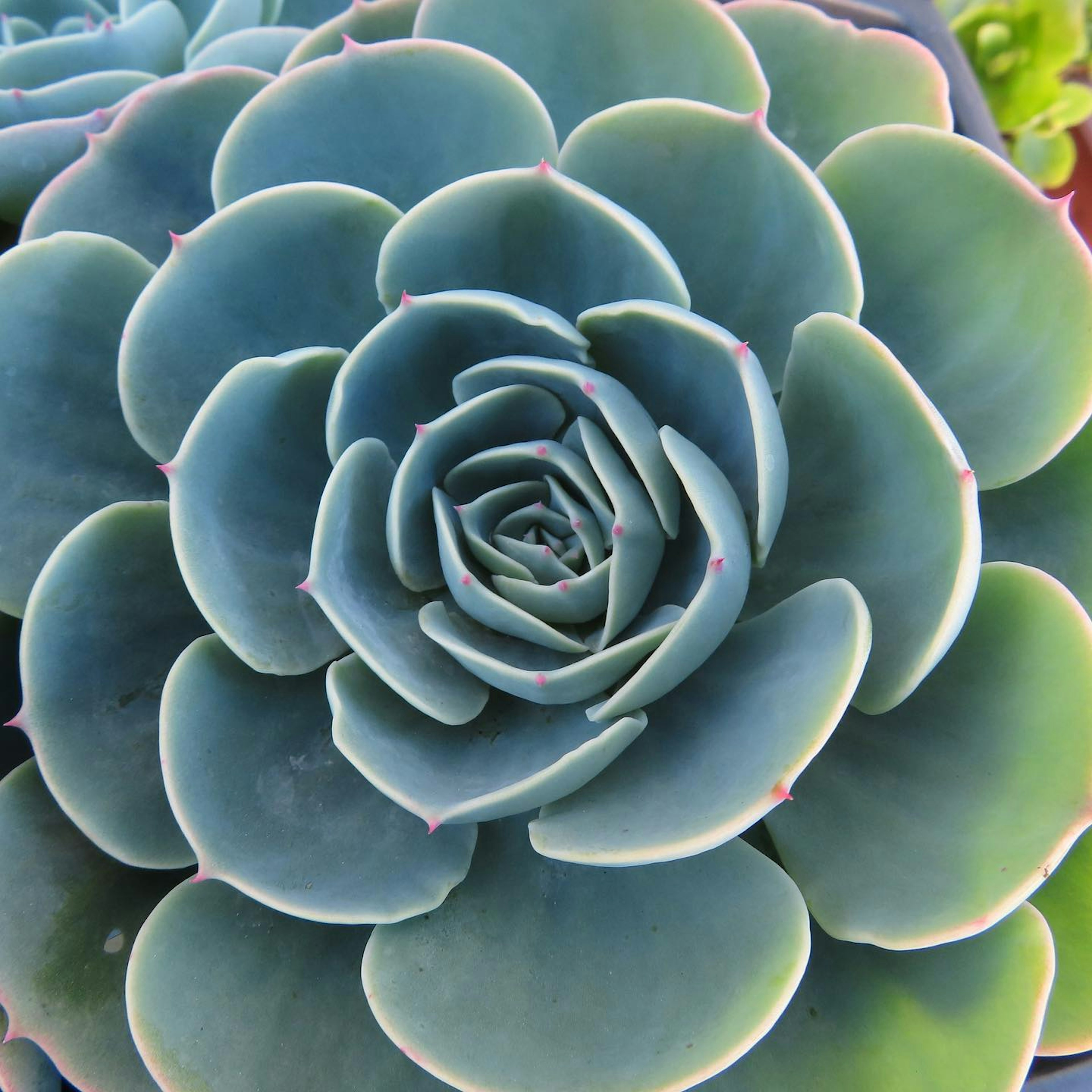 Gros plan d'une belle plante succulente avec des feuilles vertes superposées