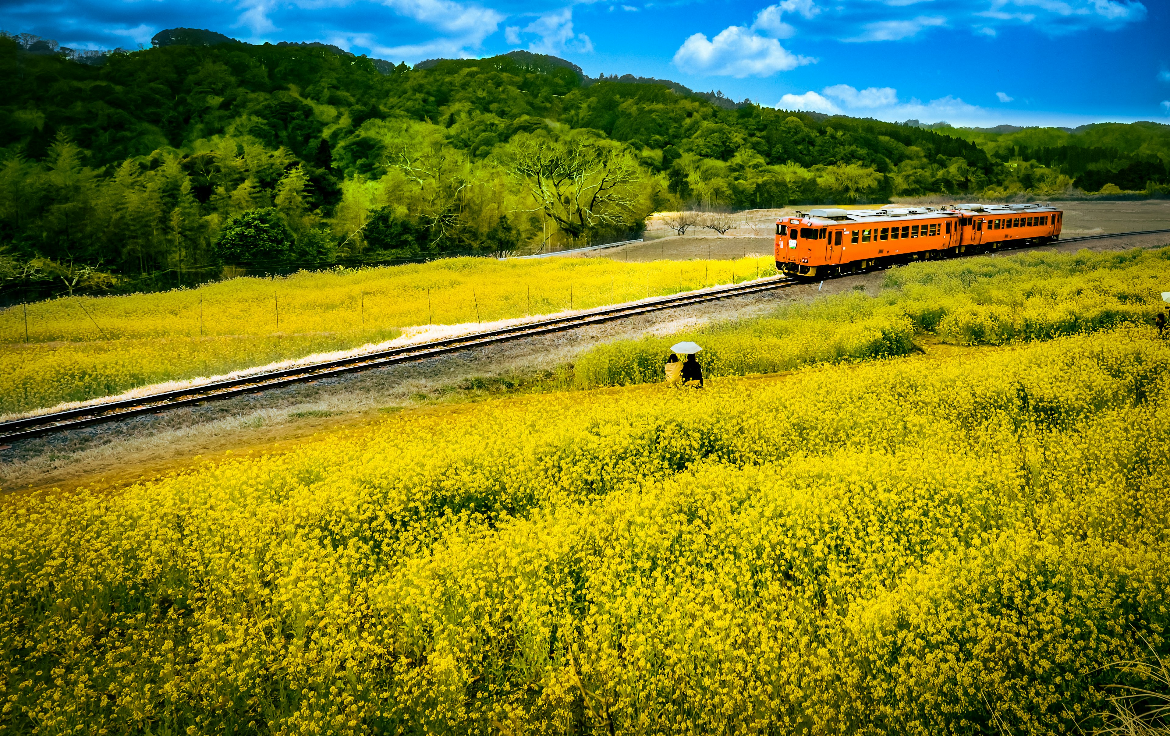 ทุ่งดอกไม้สีเหลืองสดใสโดยมีรถไฟสีส้มวิ่งผ่าน