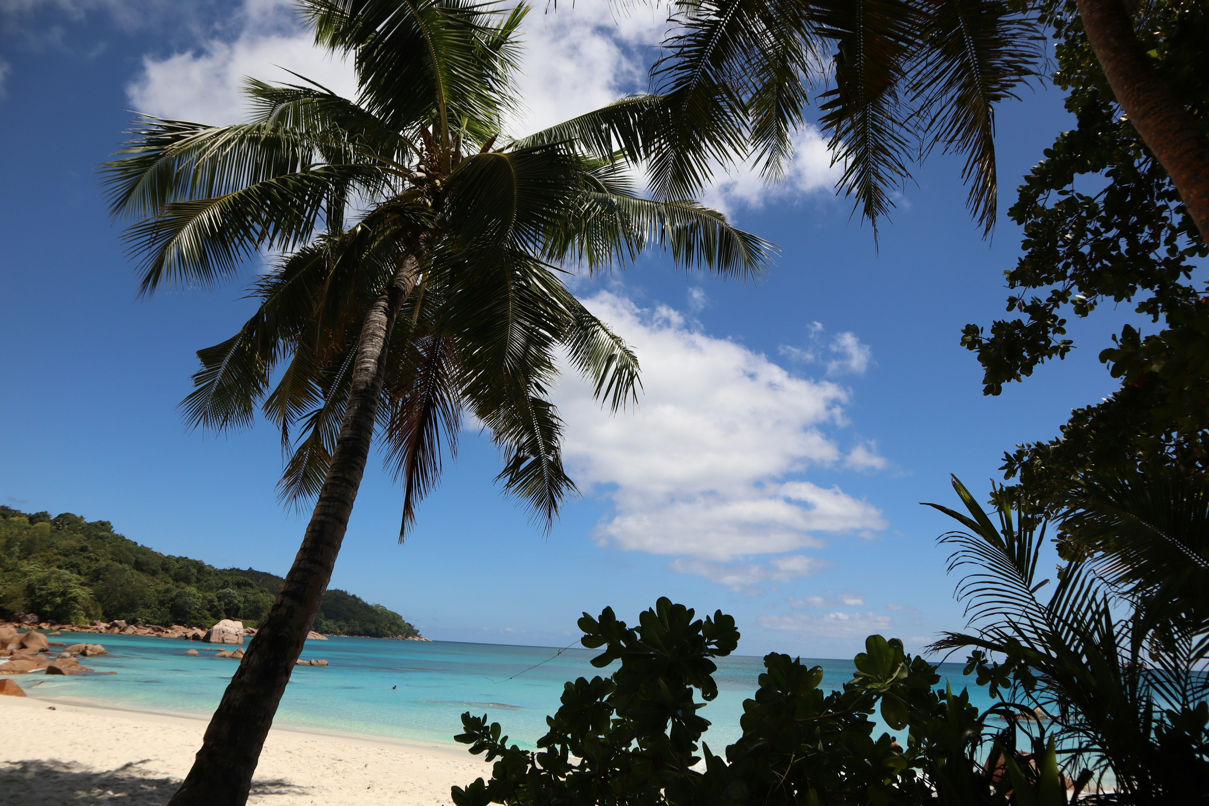 Hermosa playa con palmeras que miran al mar azul y la arena blanca