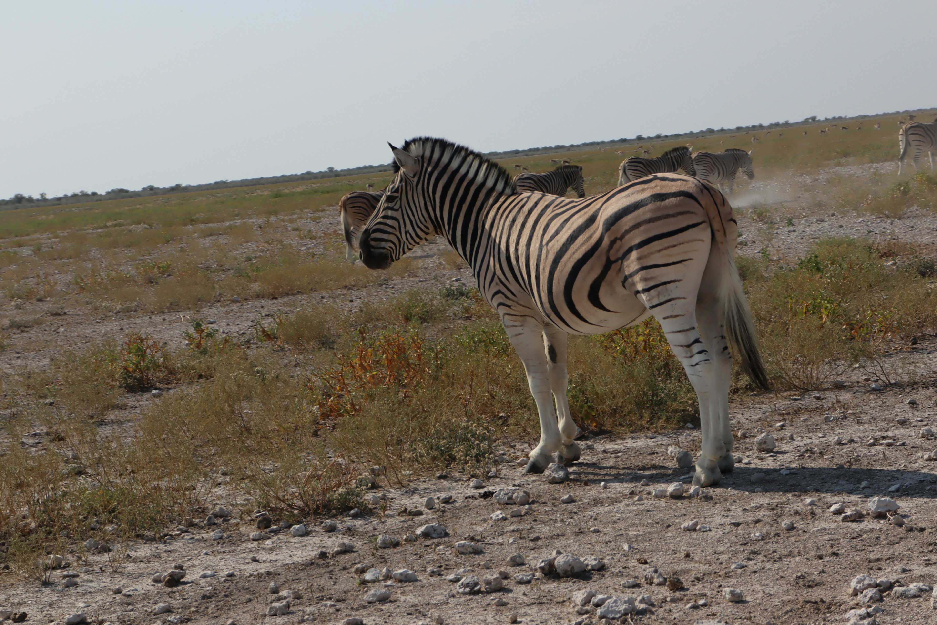 Tampilan samping zebra yang berdiri di padang rumput