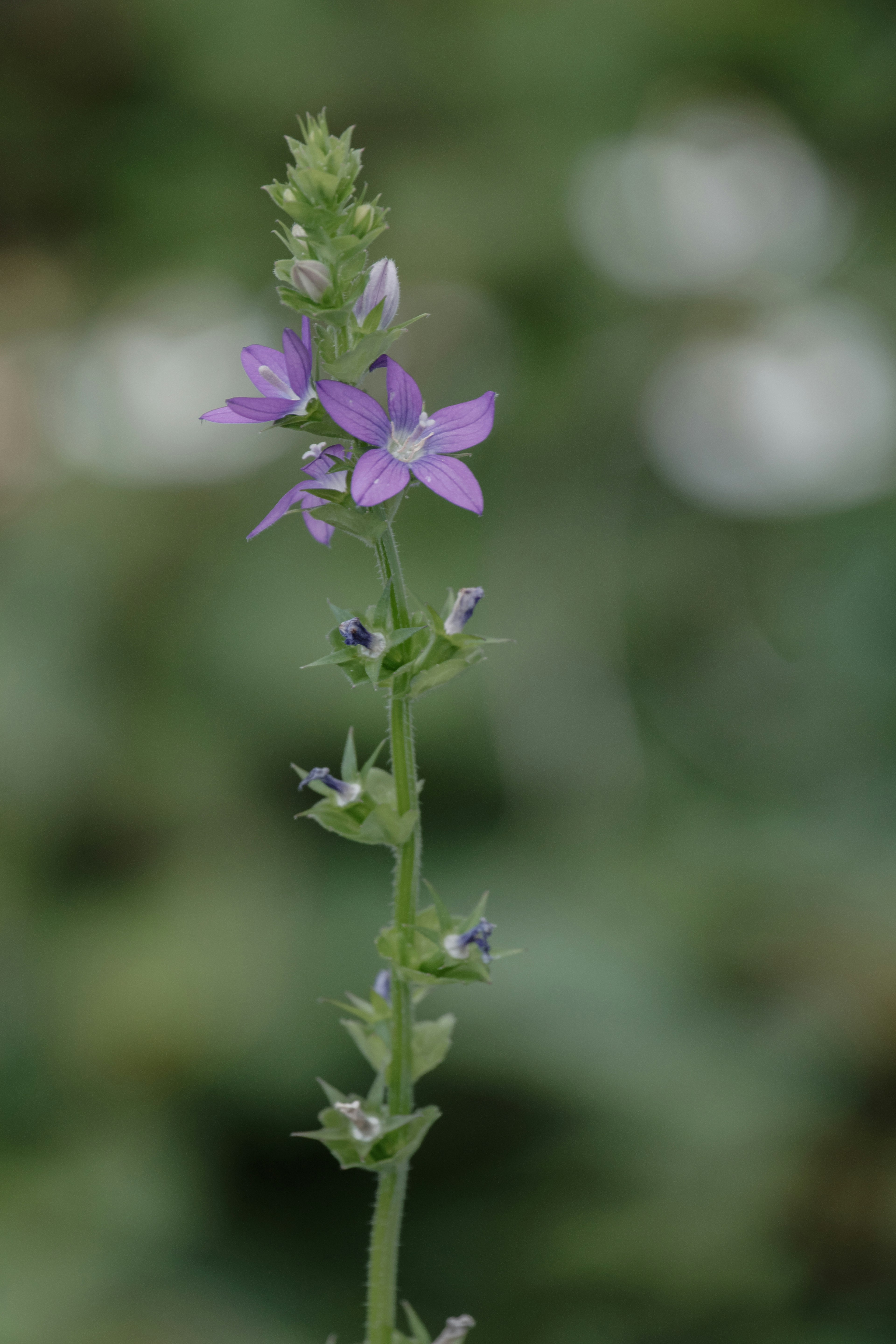 A tall plant with purple flowers and green stems