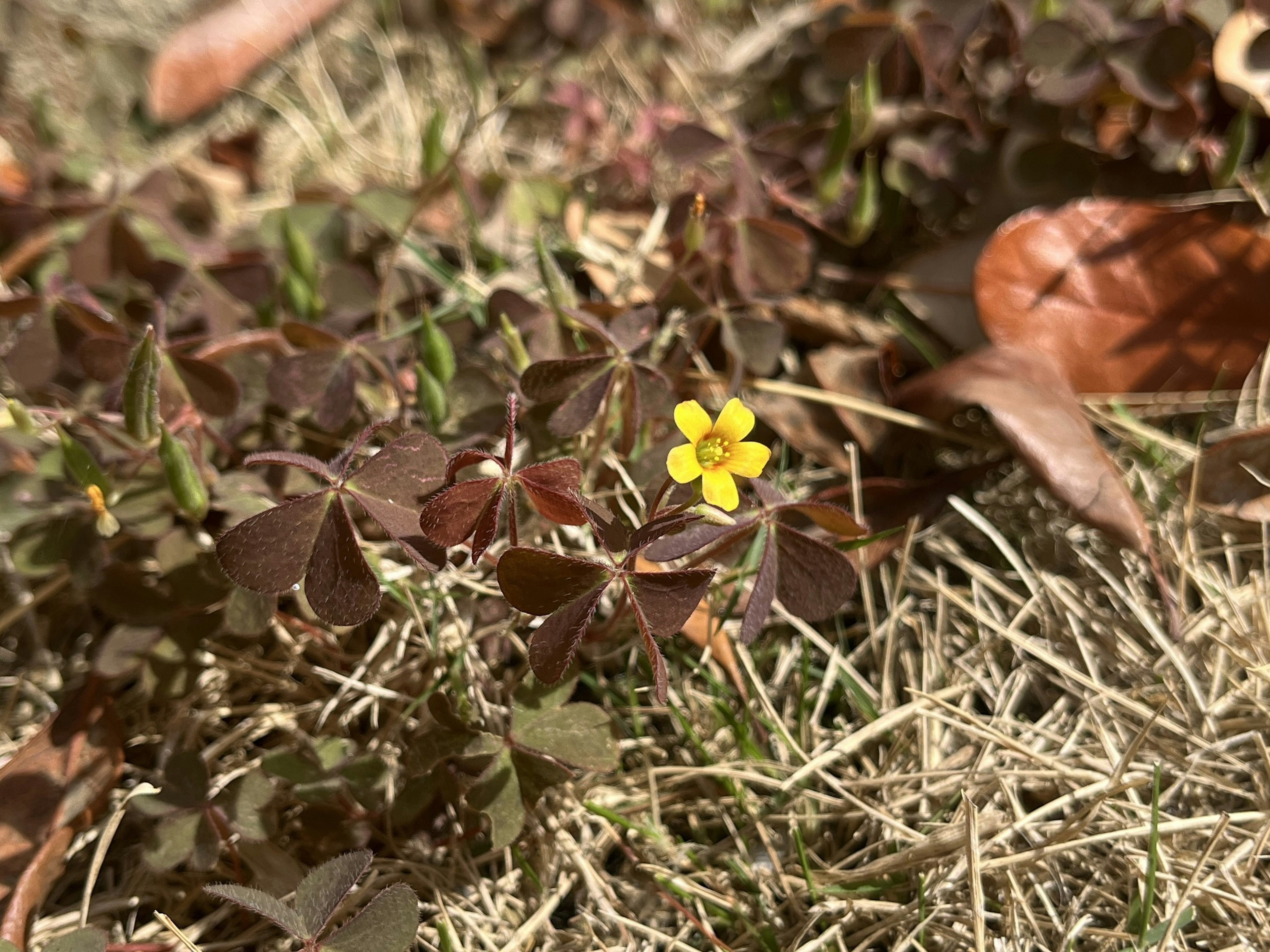 Une petite fleur jaune parmi des feuilles vertes et un feuillage brun