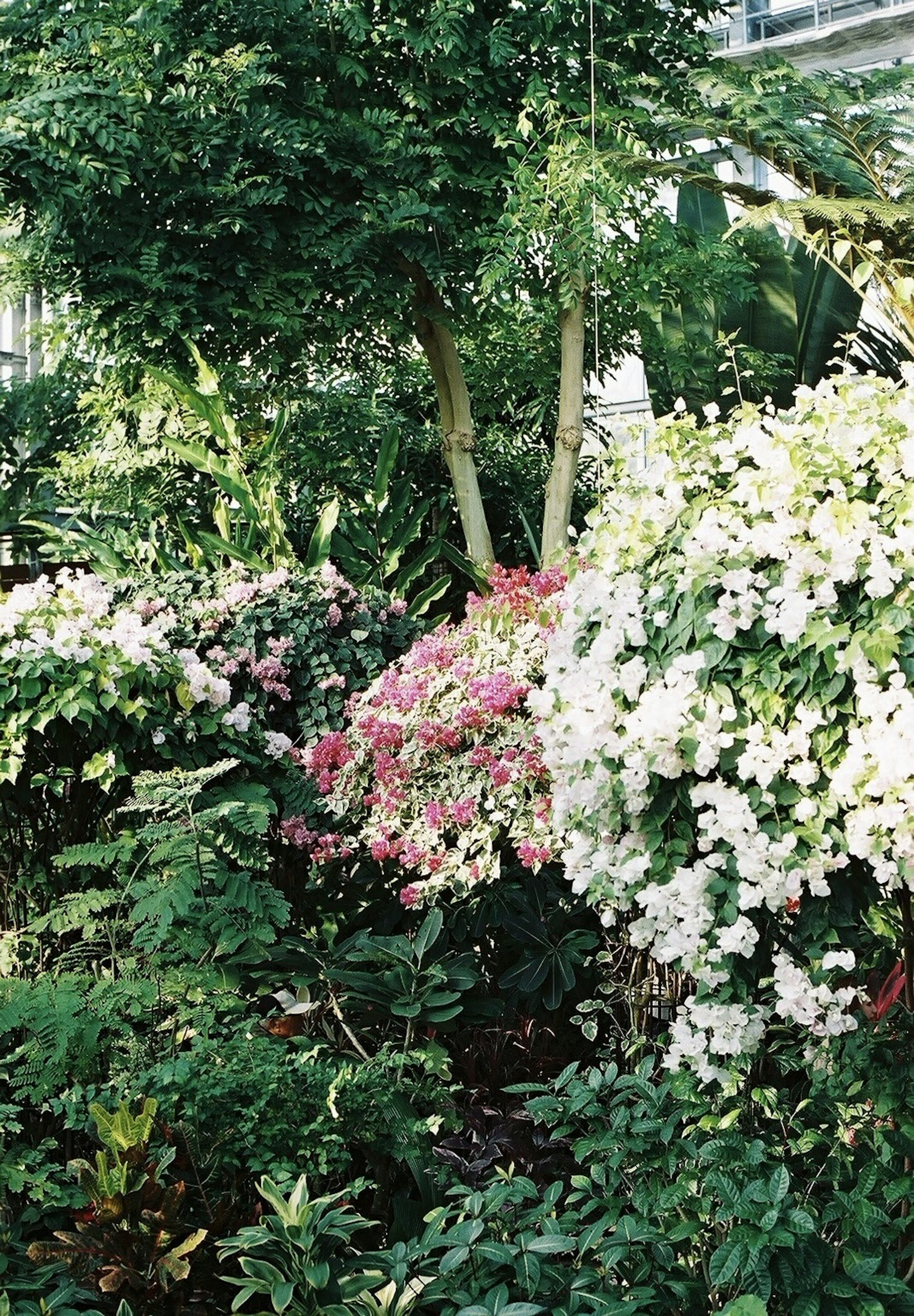 Jardín exuberante con grupos de flores blancas y rosas