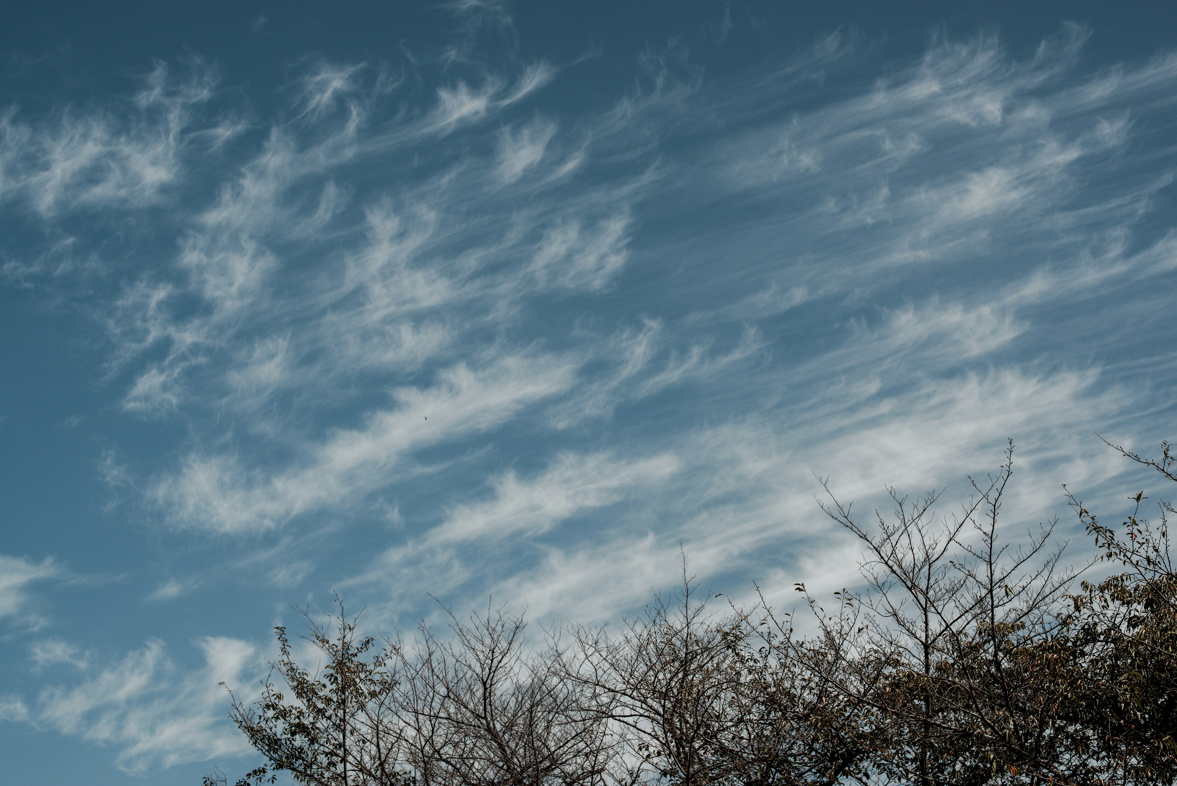 Leichte Wolken breiten sich über einem blauen Himmel mit Baum-Silhouetten im Vordergrund aus