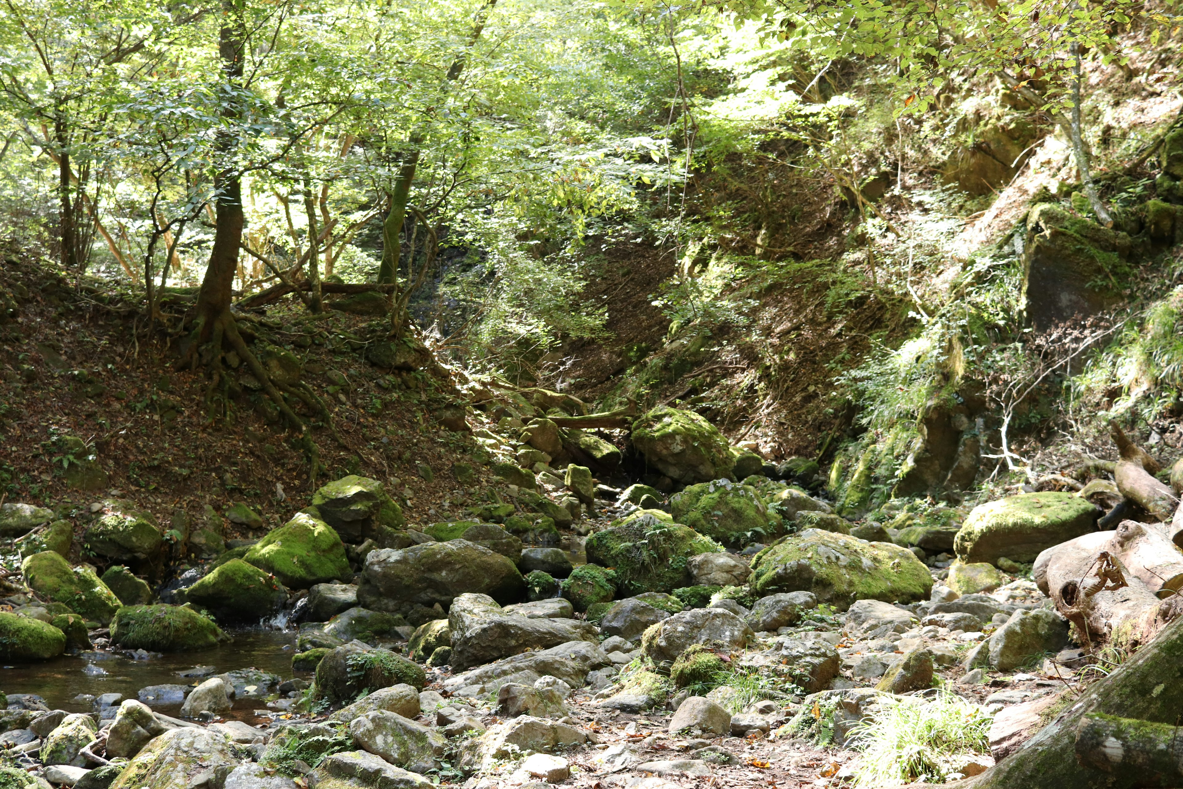 A small stream surrounded by green trees and moss-covered rocks