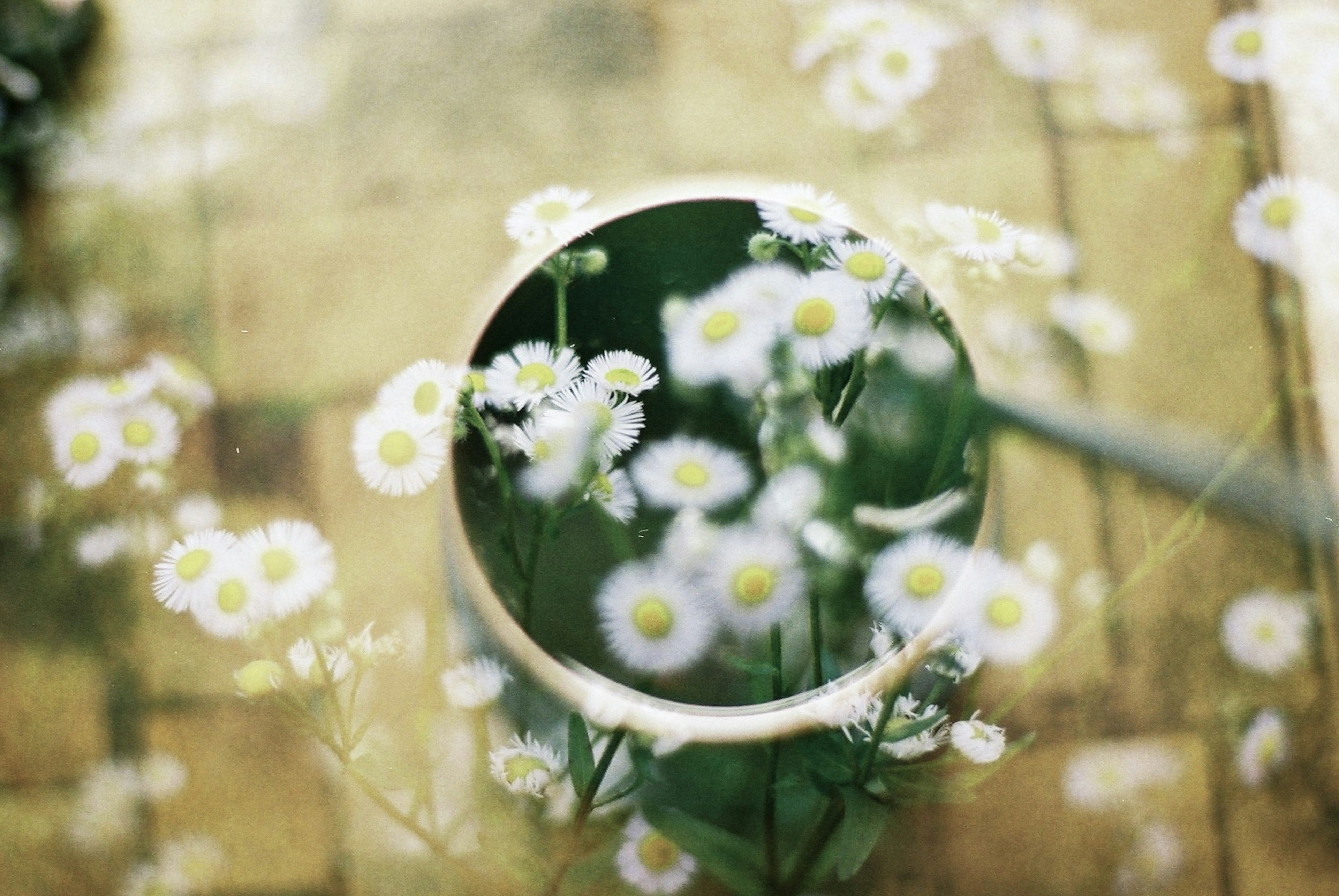 Pot vert avec des fleurs en fleurs et un arrière-plan flou