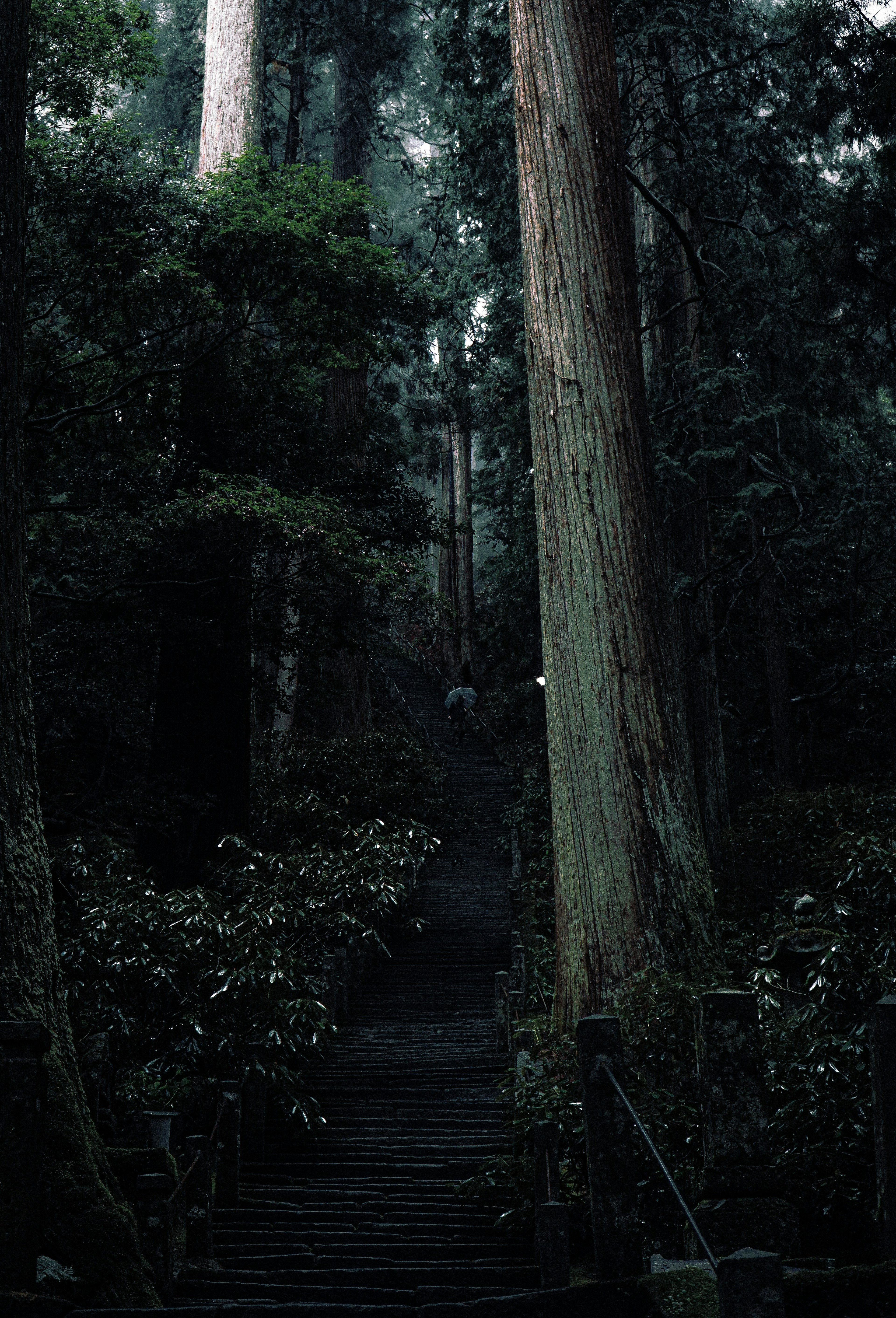 Sendero oscuro en el bosque con árboles altos y escaleras de madera