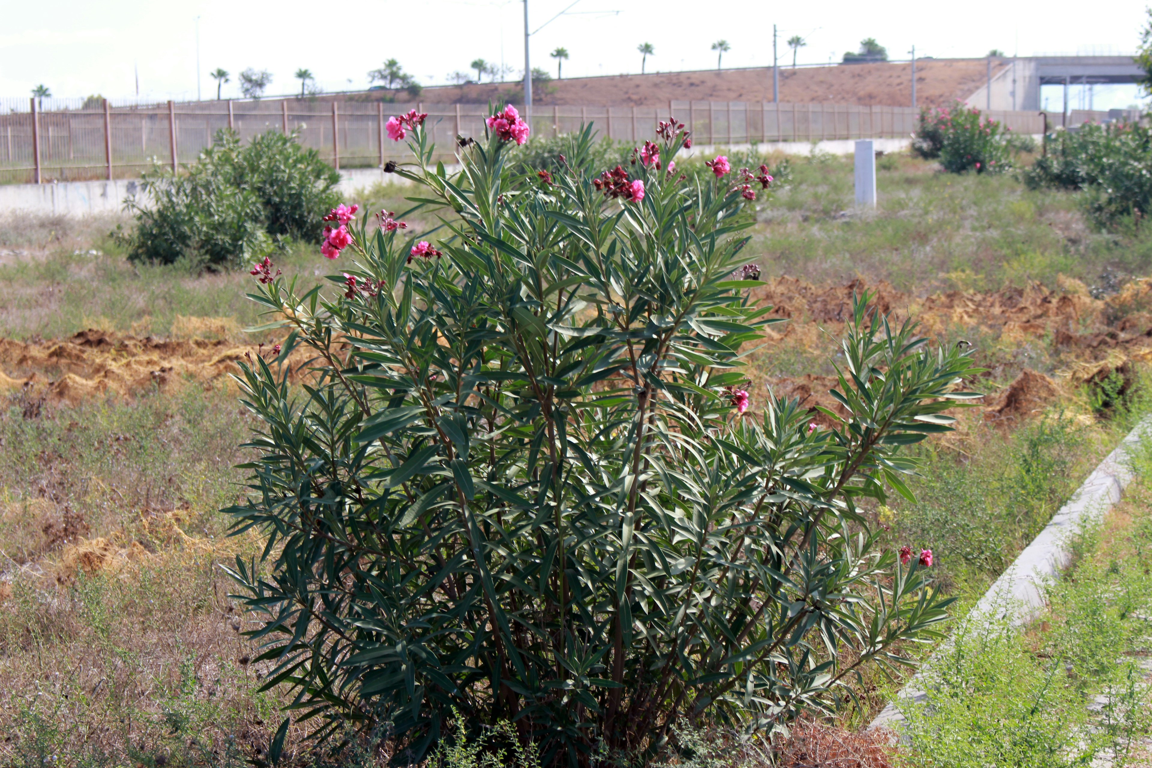 A plant with green leaves and pink flowers standing in a wide vacant area