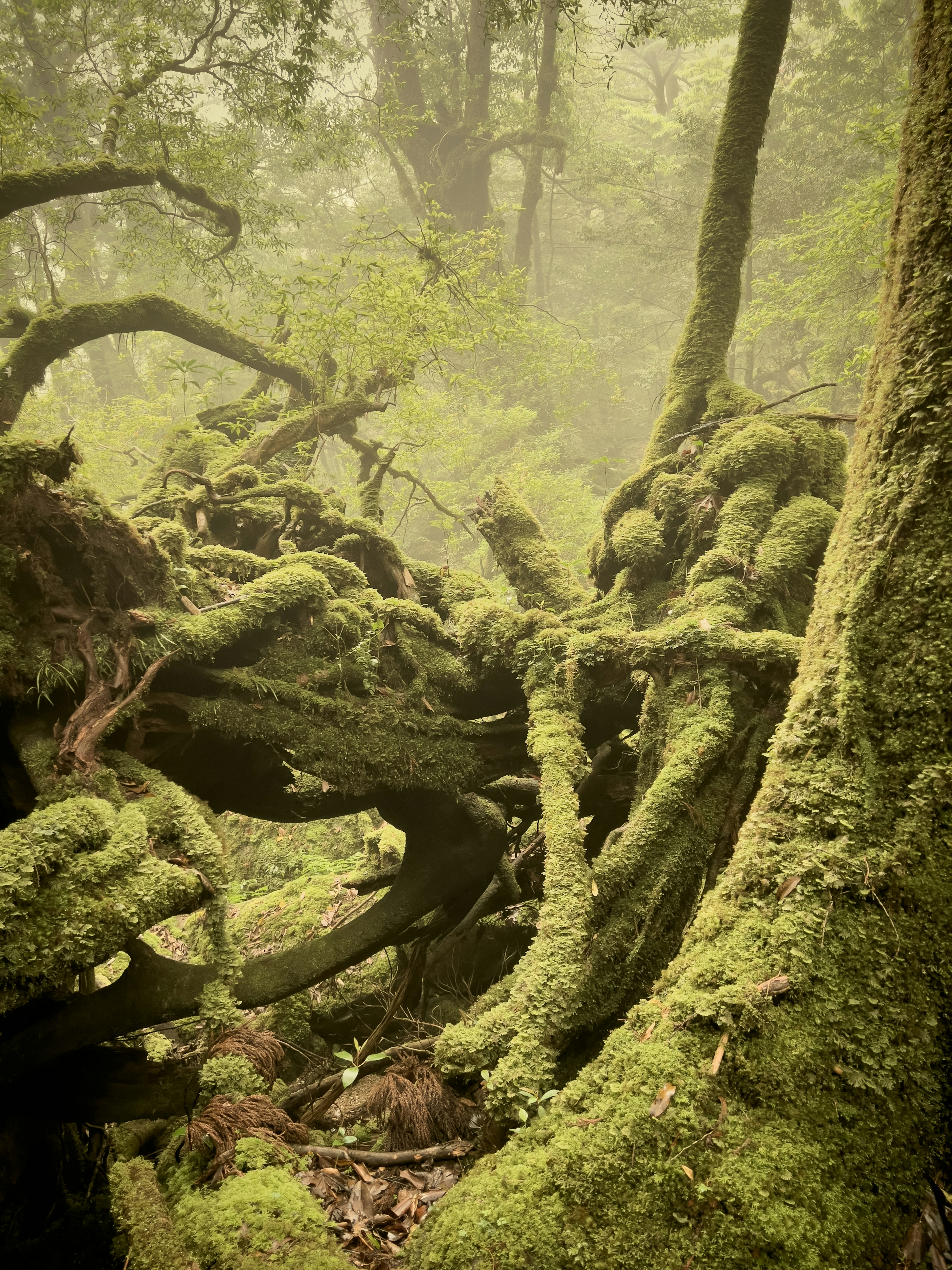 Una escena de bosque brumoso con raíces de árboles cubiertas de musgo entrelazadas