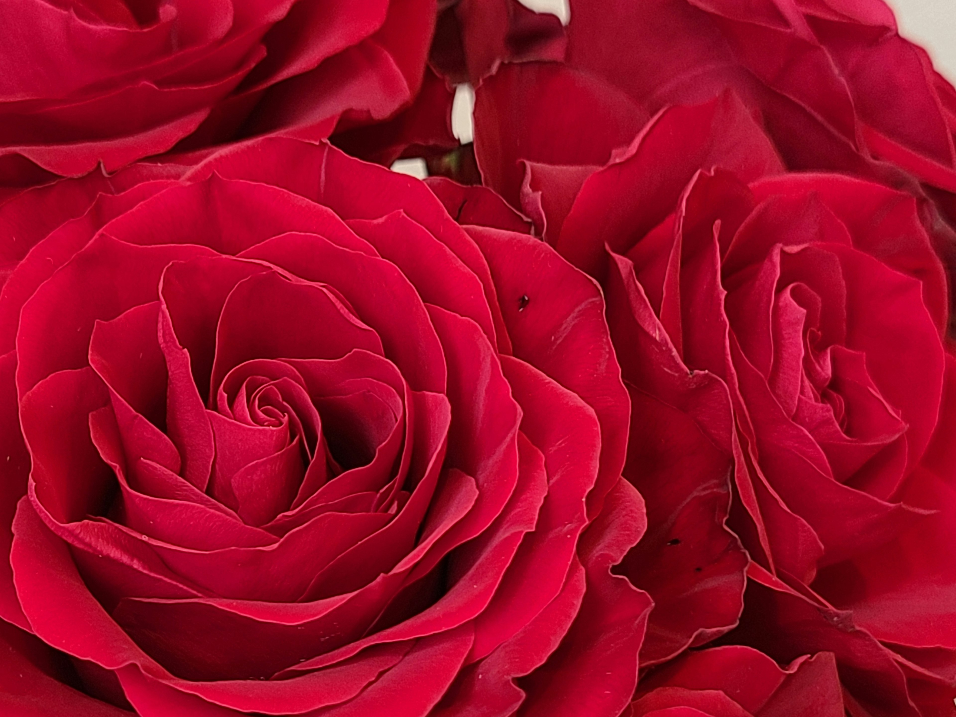 Close-up of vibrant red rose petals overlapping beautifully