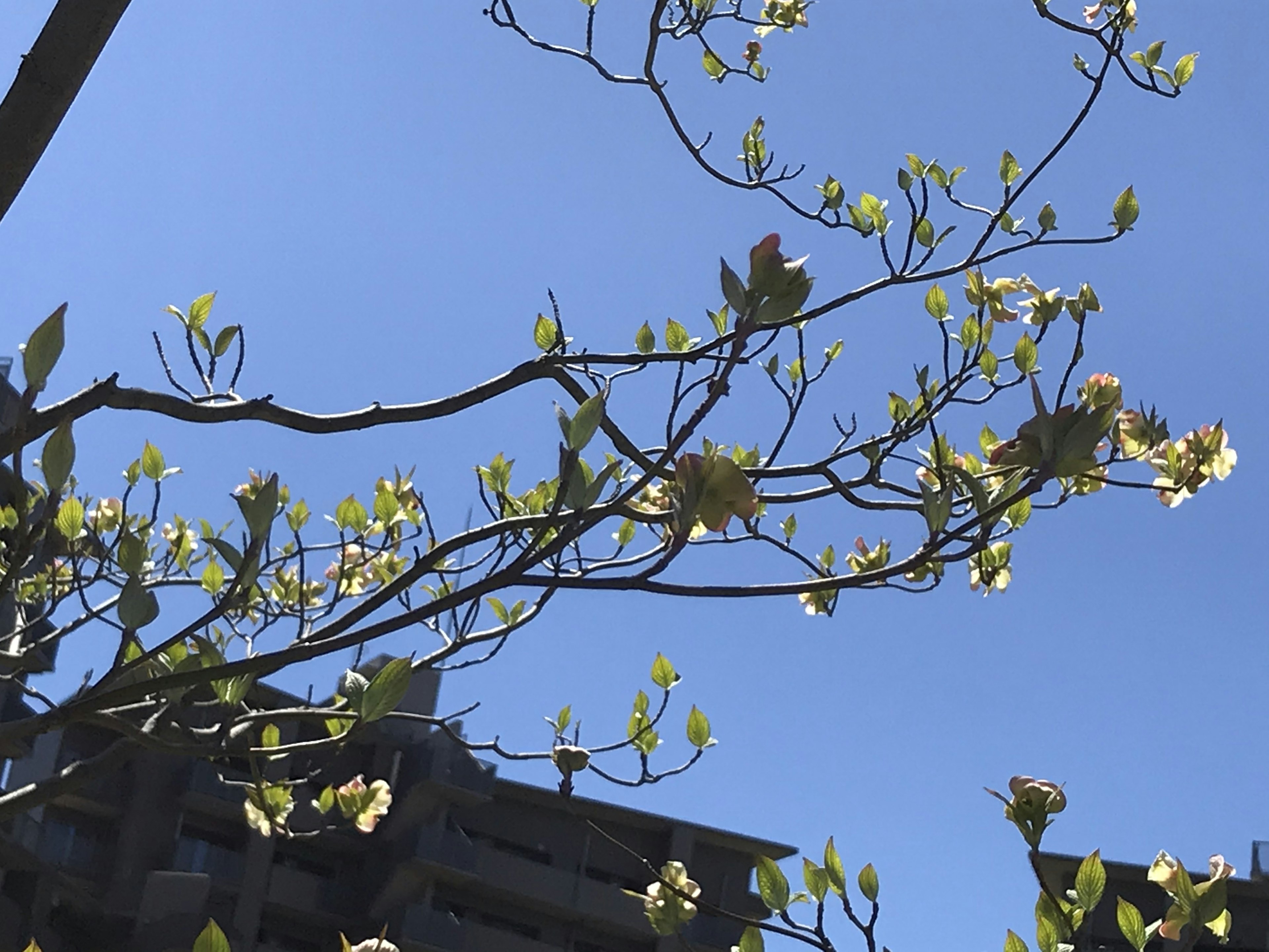 青空の背景に新緑の枝と花が特徴の木