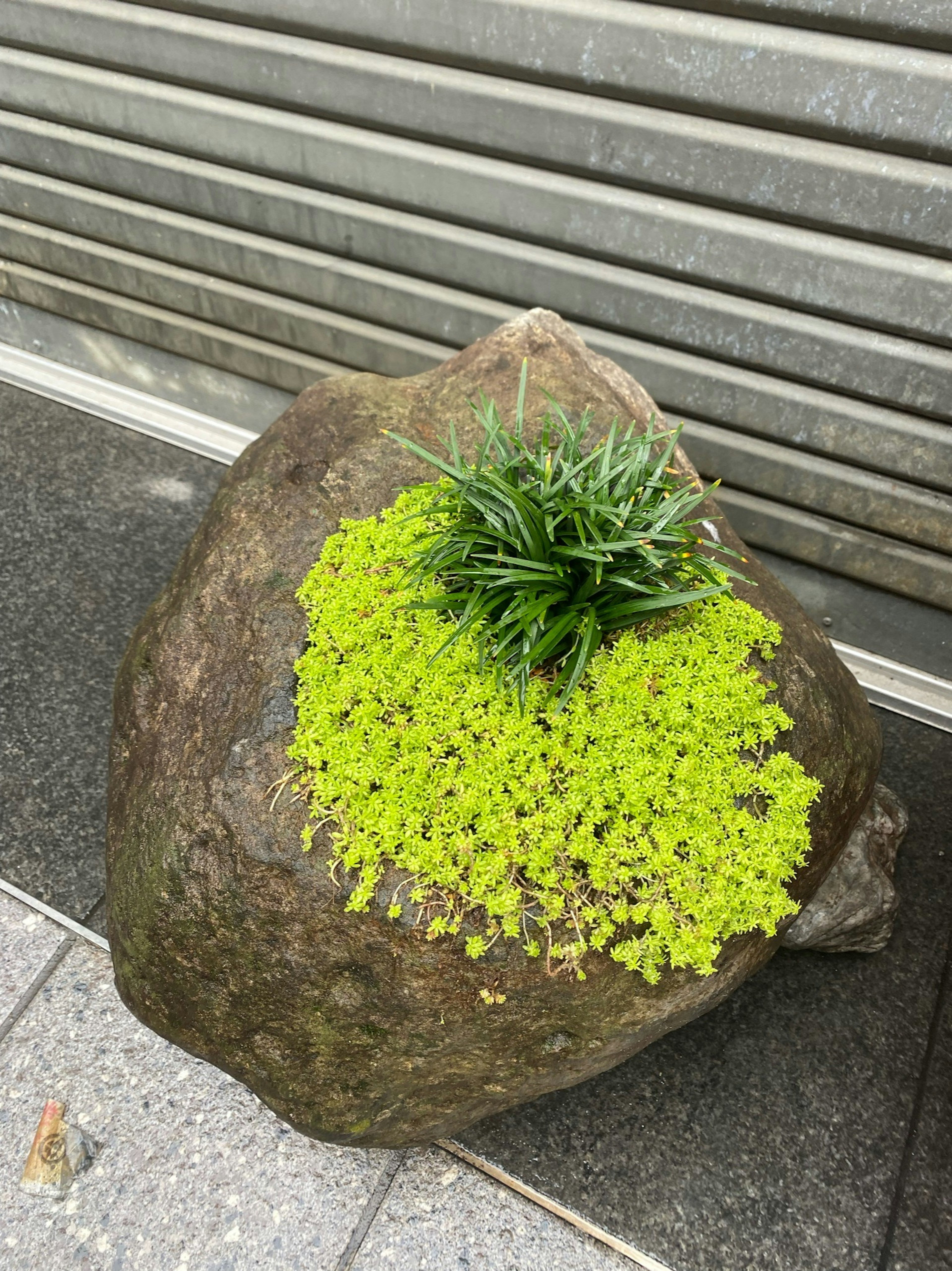 A large rock with green plants growing on top