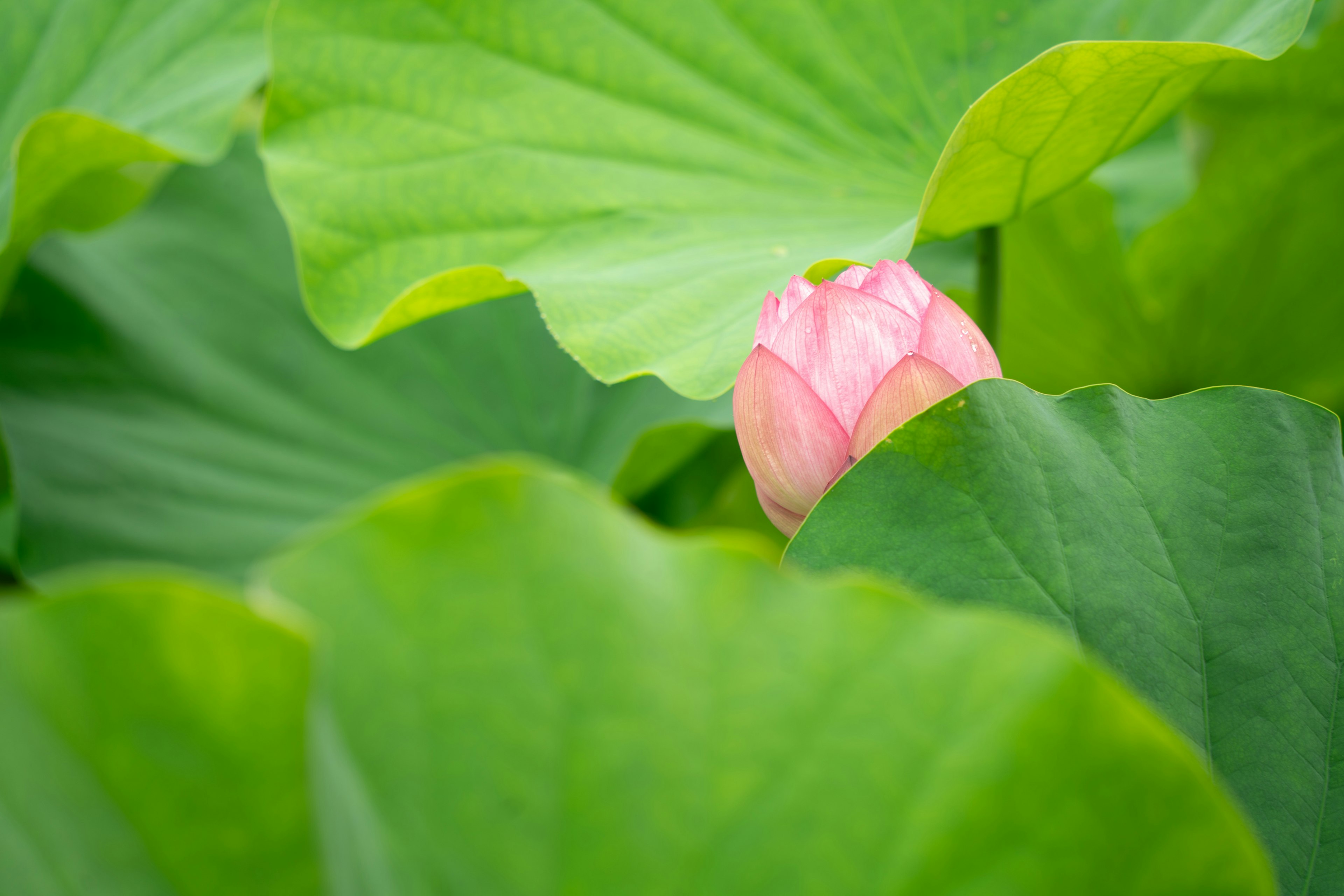 Brote de loto rosa parcialmente oculto por hojas verdes