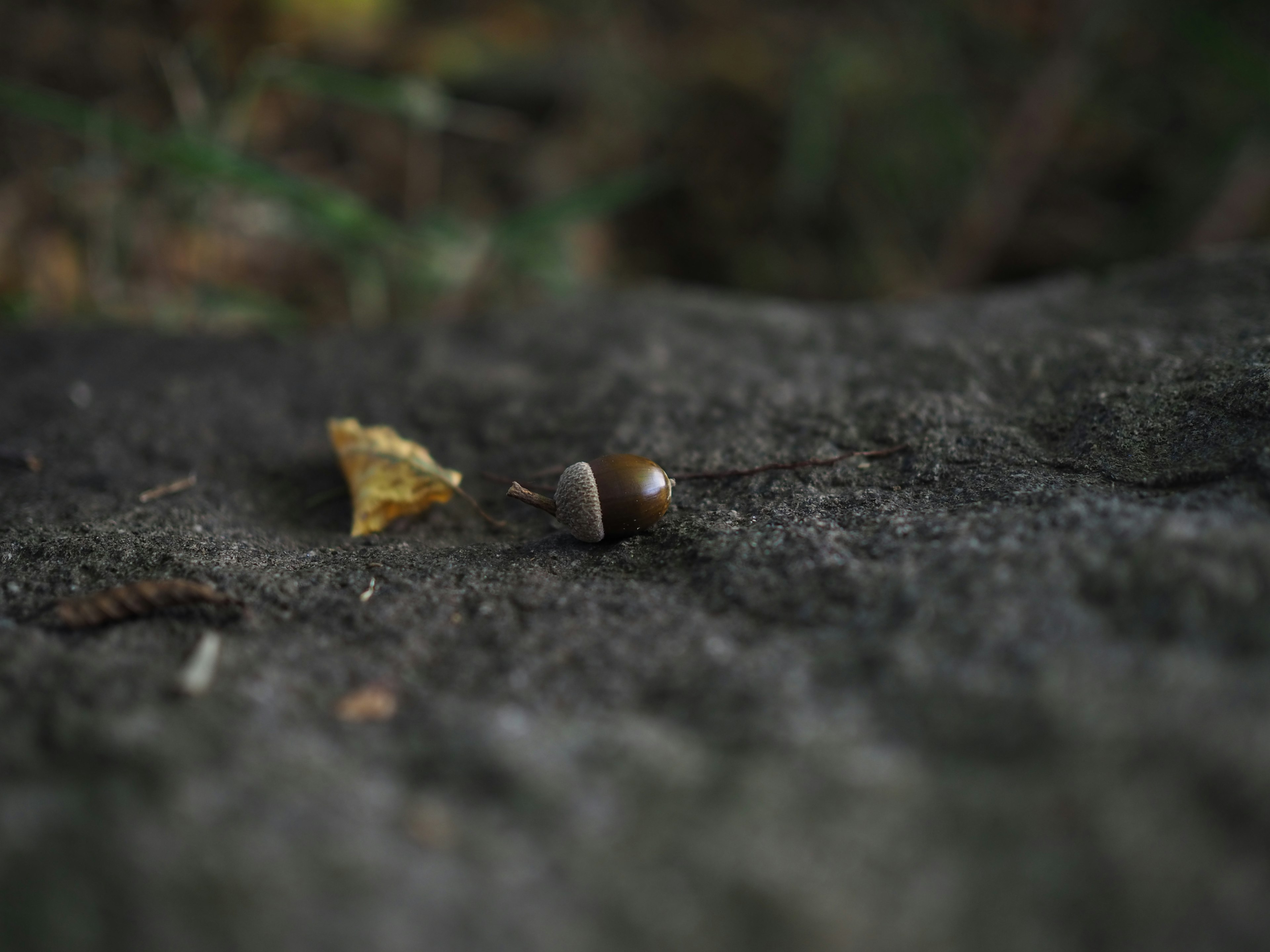 Eine Schnecke auf einem Stein mit einem gefallenen Blatt in der Nähe