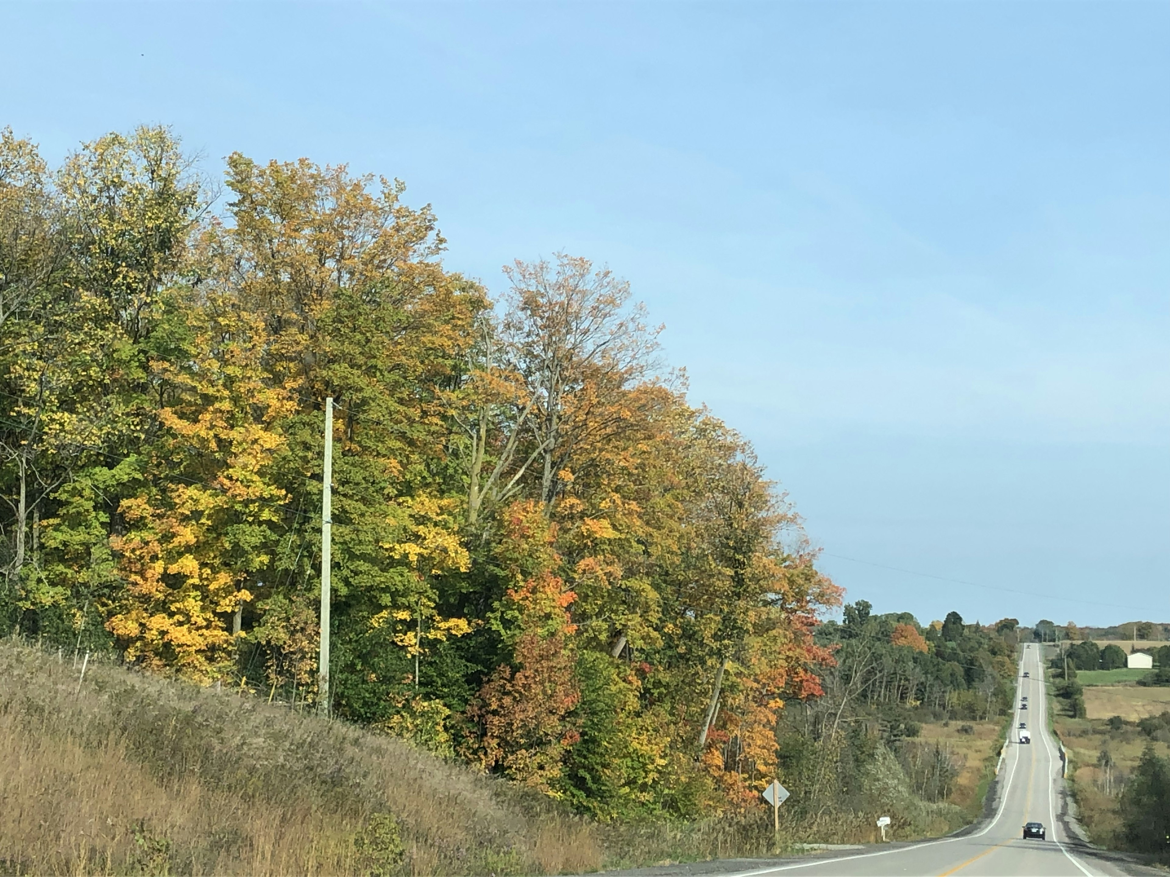 Scenic view of a road lined with autumn-colored trees