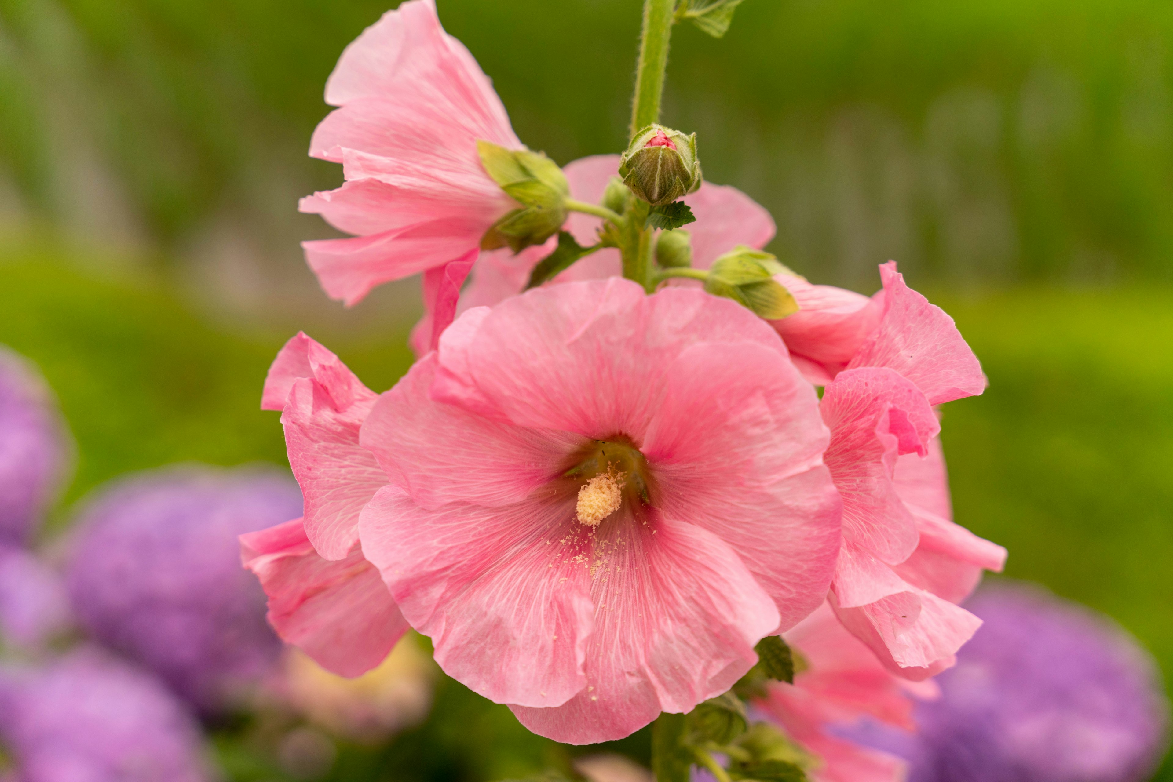 Kedekatan bunga hollyhock merah muda yang sedang mekar