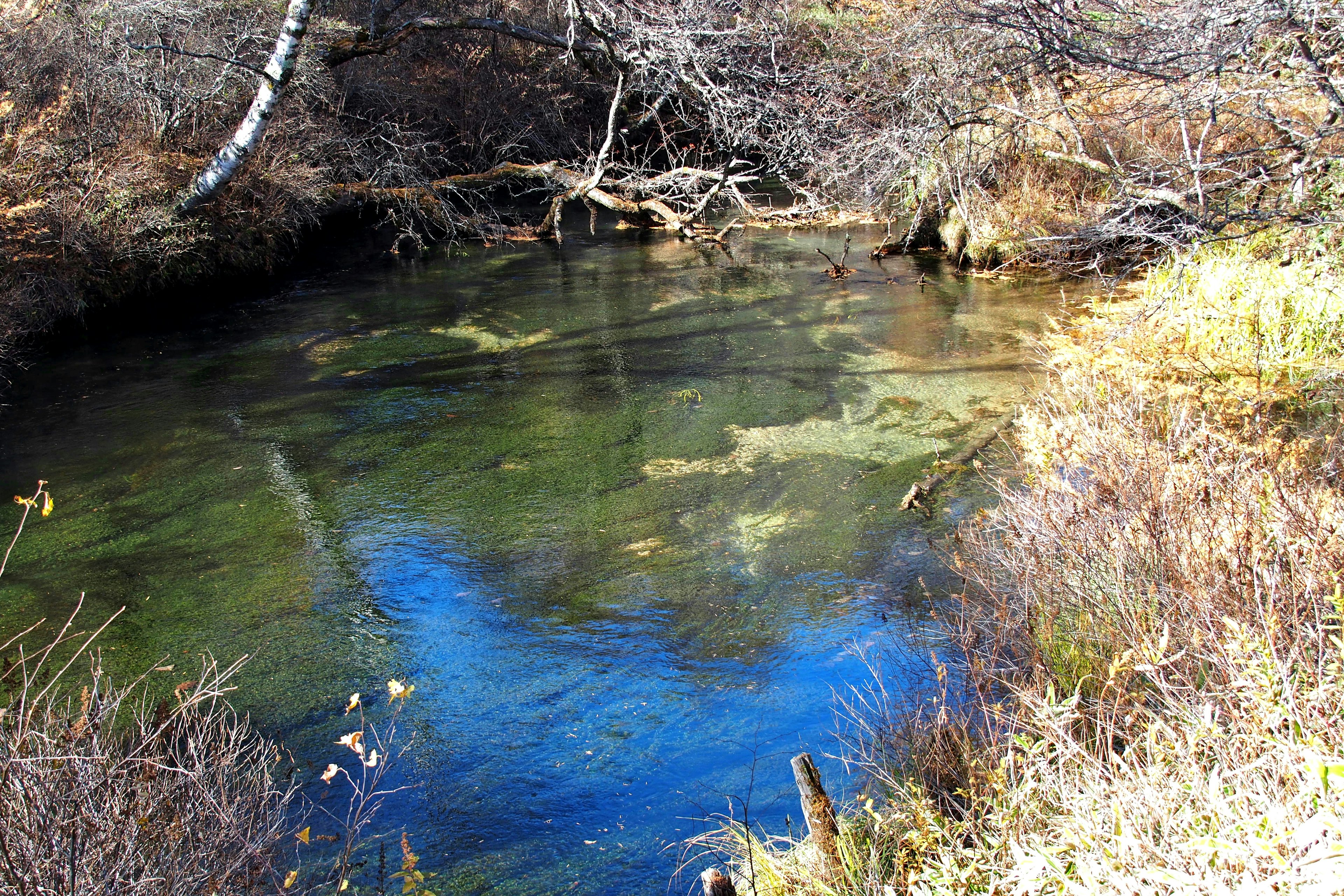 Klarer Wasserspiegel, der die umliegende Vegetation in einem ruhigen Bach reflektiert