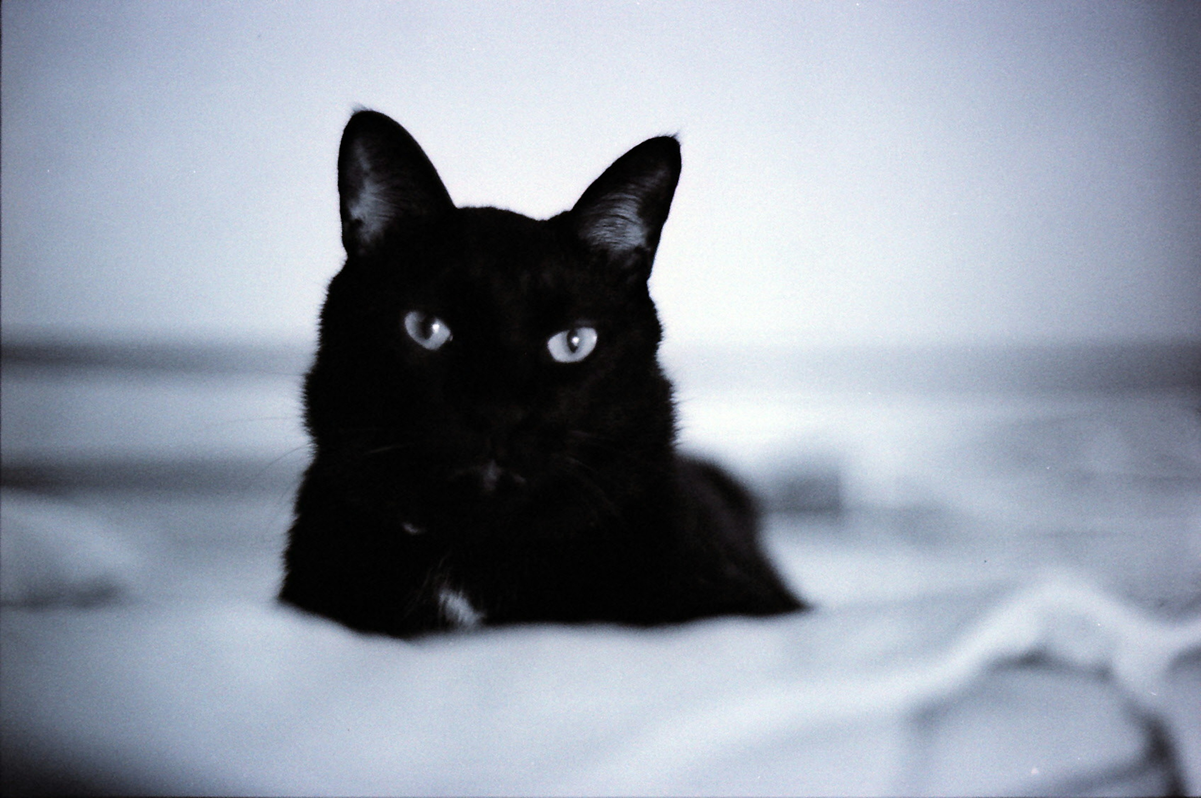 Eine schwarze Katze liegt auf einer weißen Decke und schaut mit blauen Augen