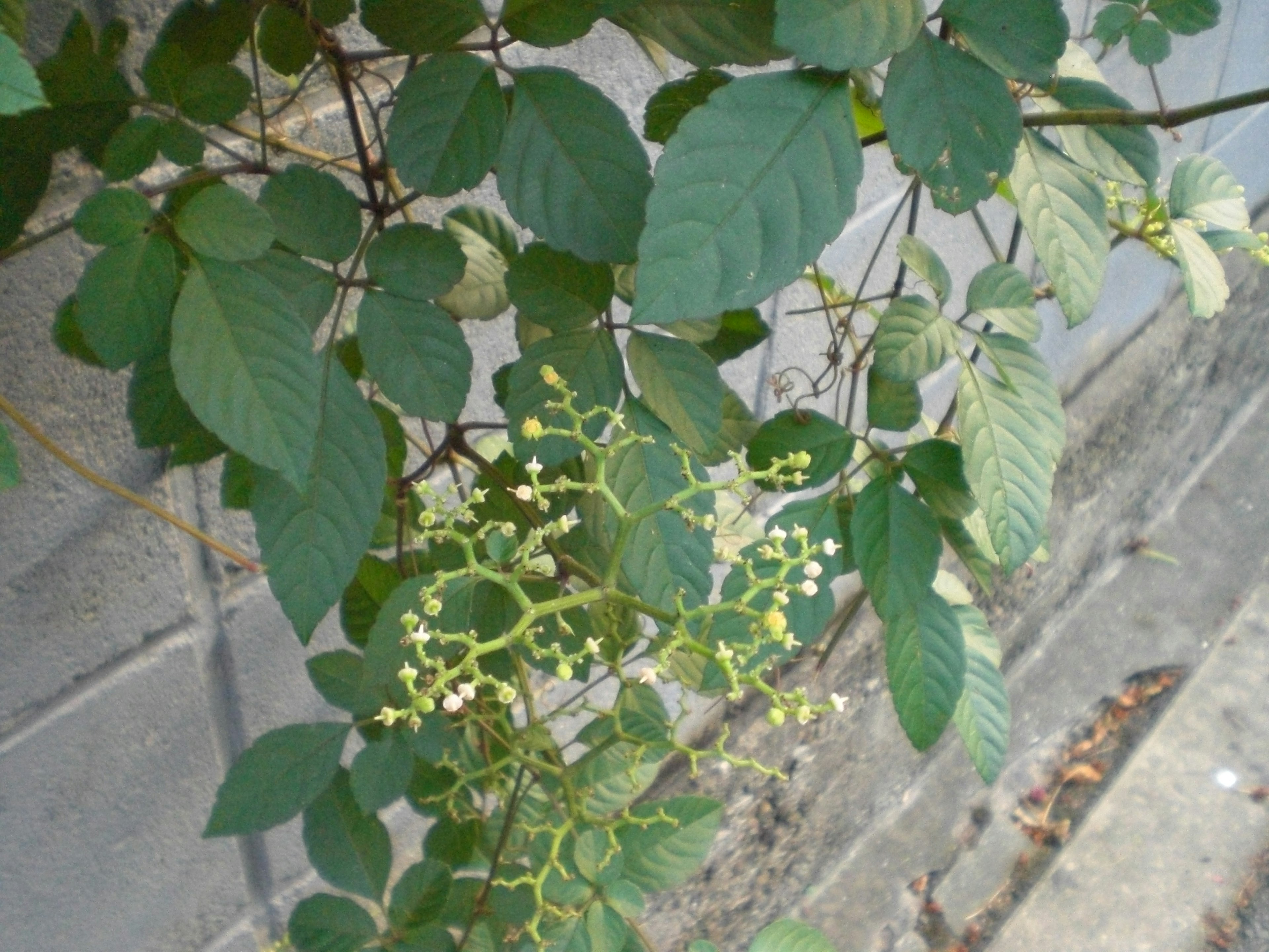 緑の葉と小さな白い花がある植物が壁に沿って成長している