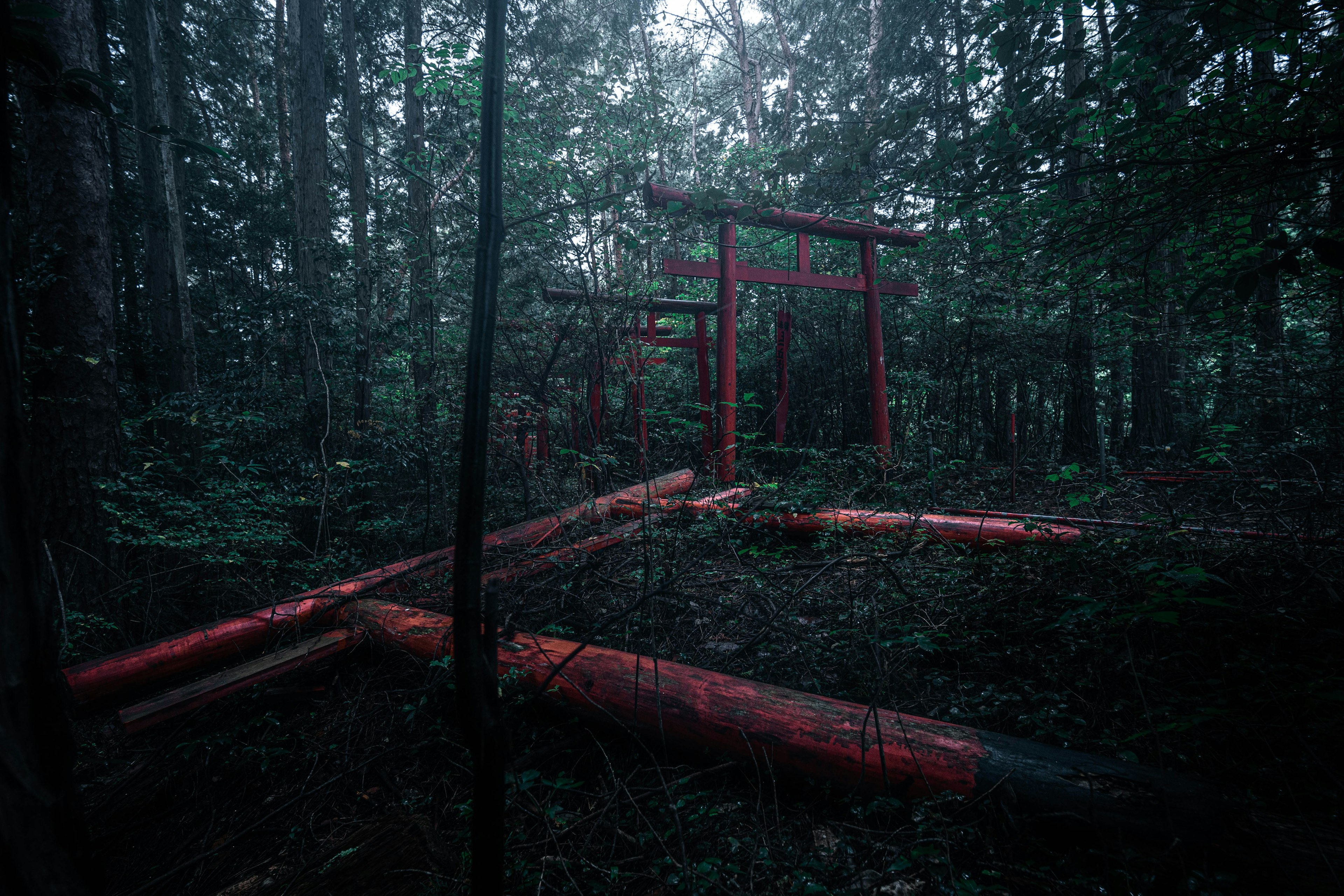 Portes torii rouges dans une forêt sombre avec des troncs d'arbres tombés