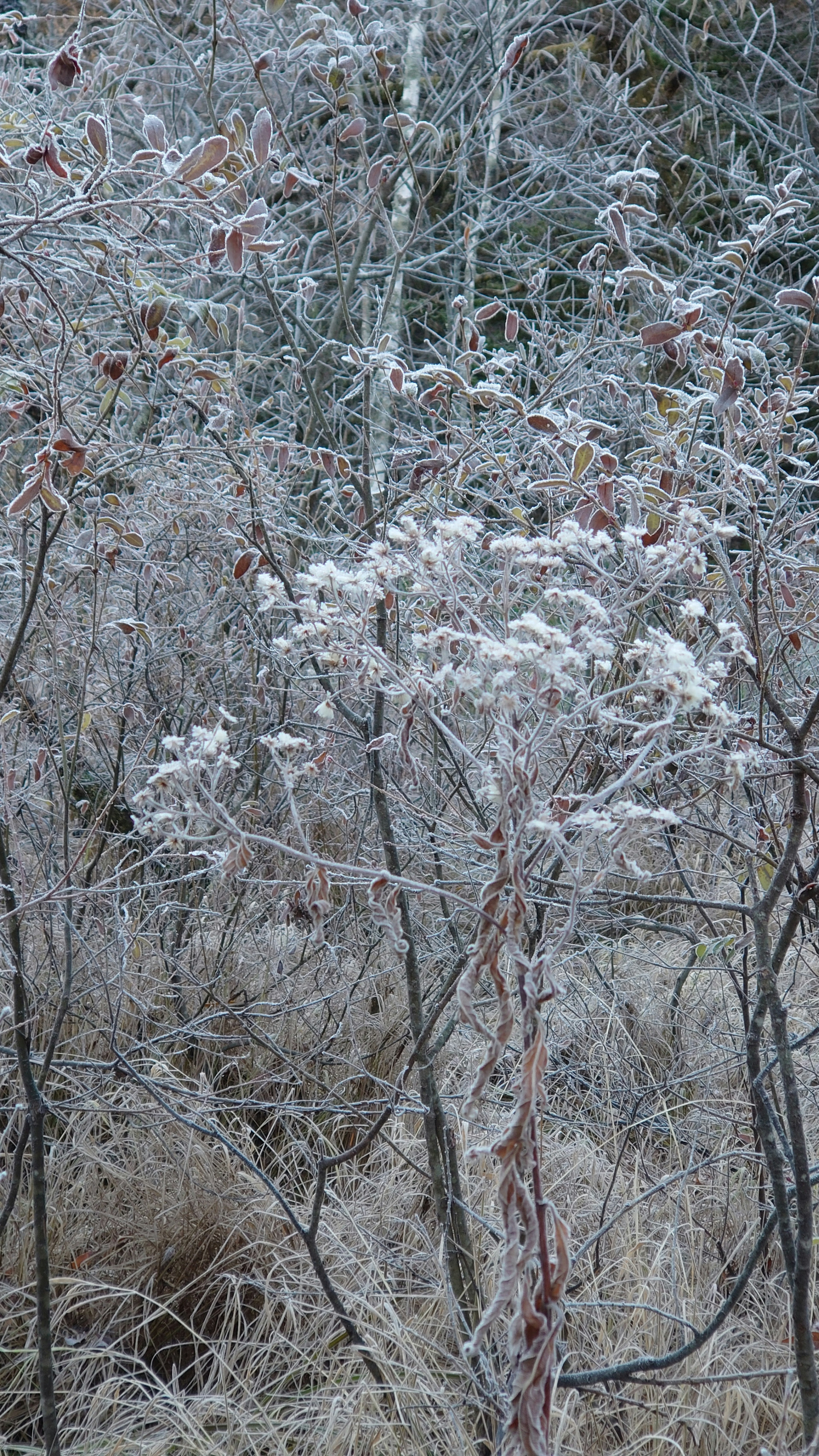 Frost-covered trees and grass landscape