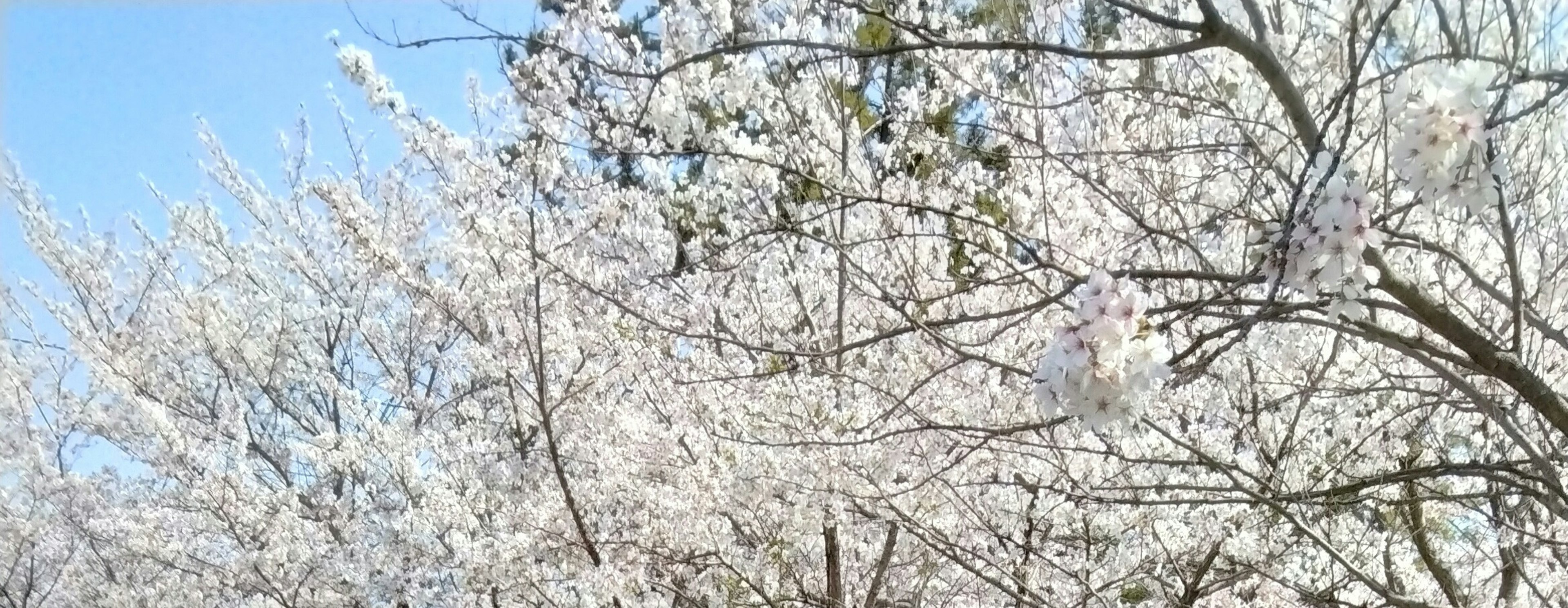 藍天下的白色開花樹木