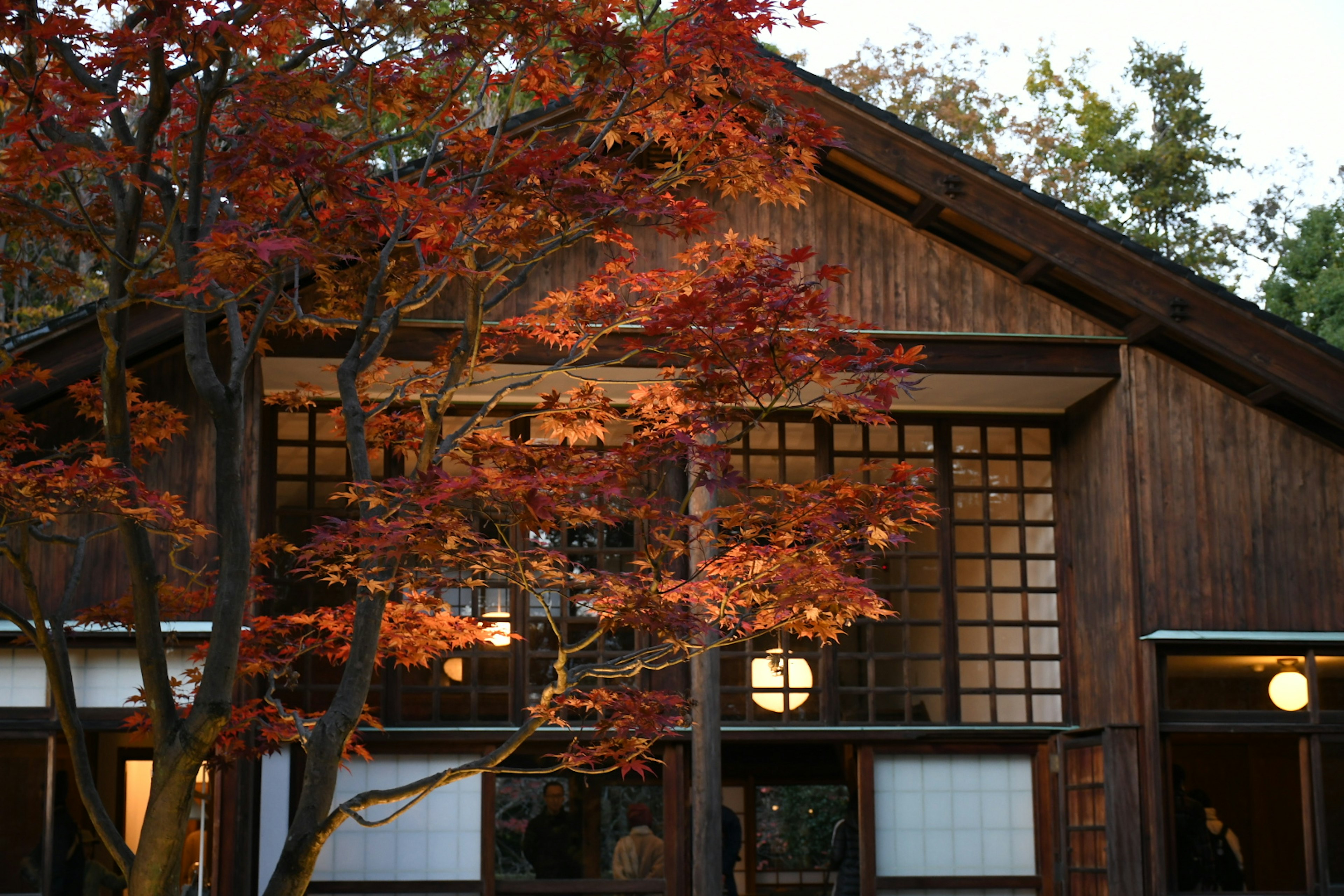 紅葉した木と伝統的な日本家屋の外観