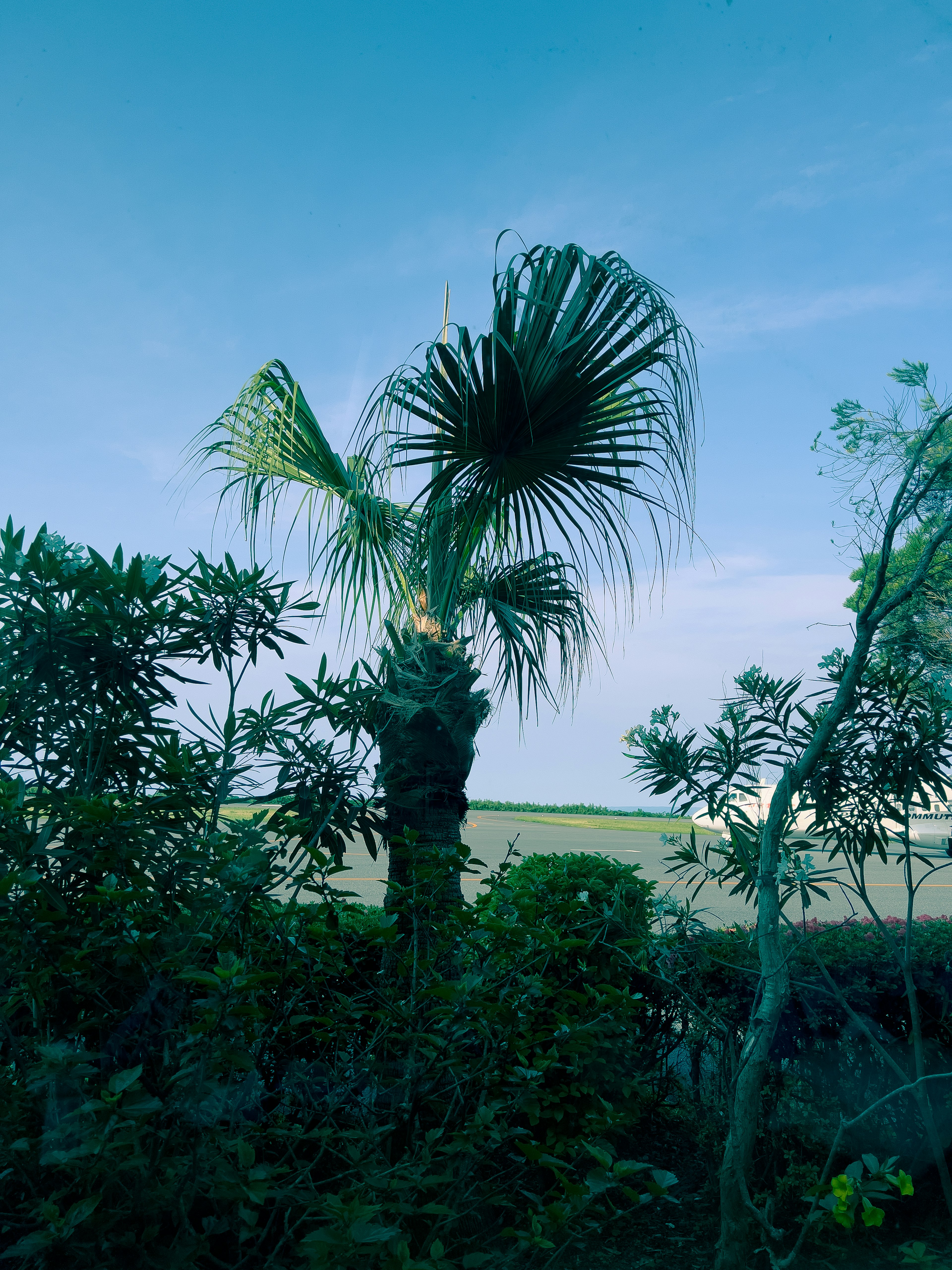 Palmier sous un ciel bleu avec un feuillage vert