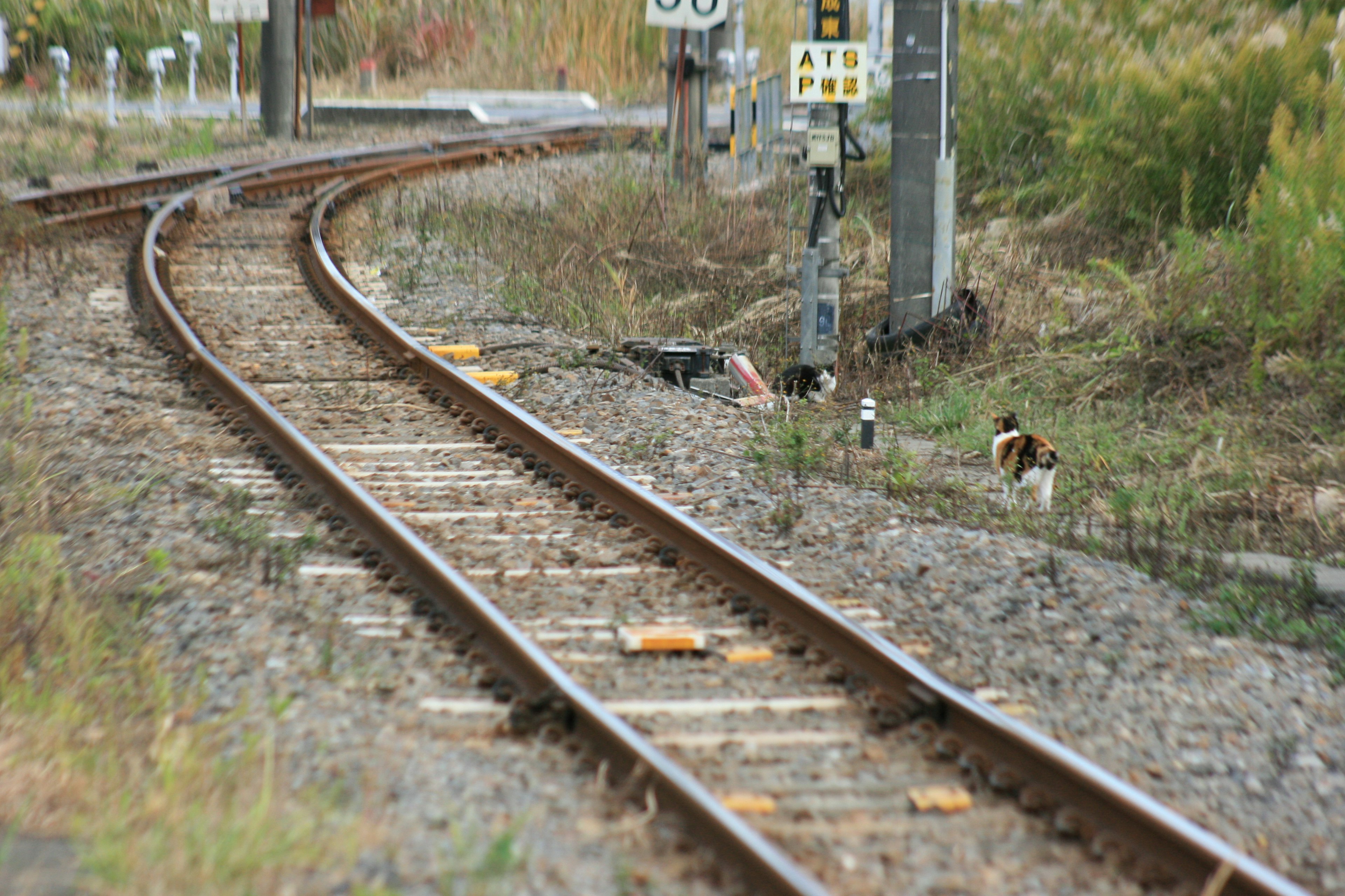 Curved railway tracks with surrounding grassland