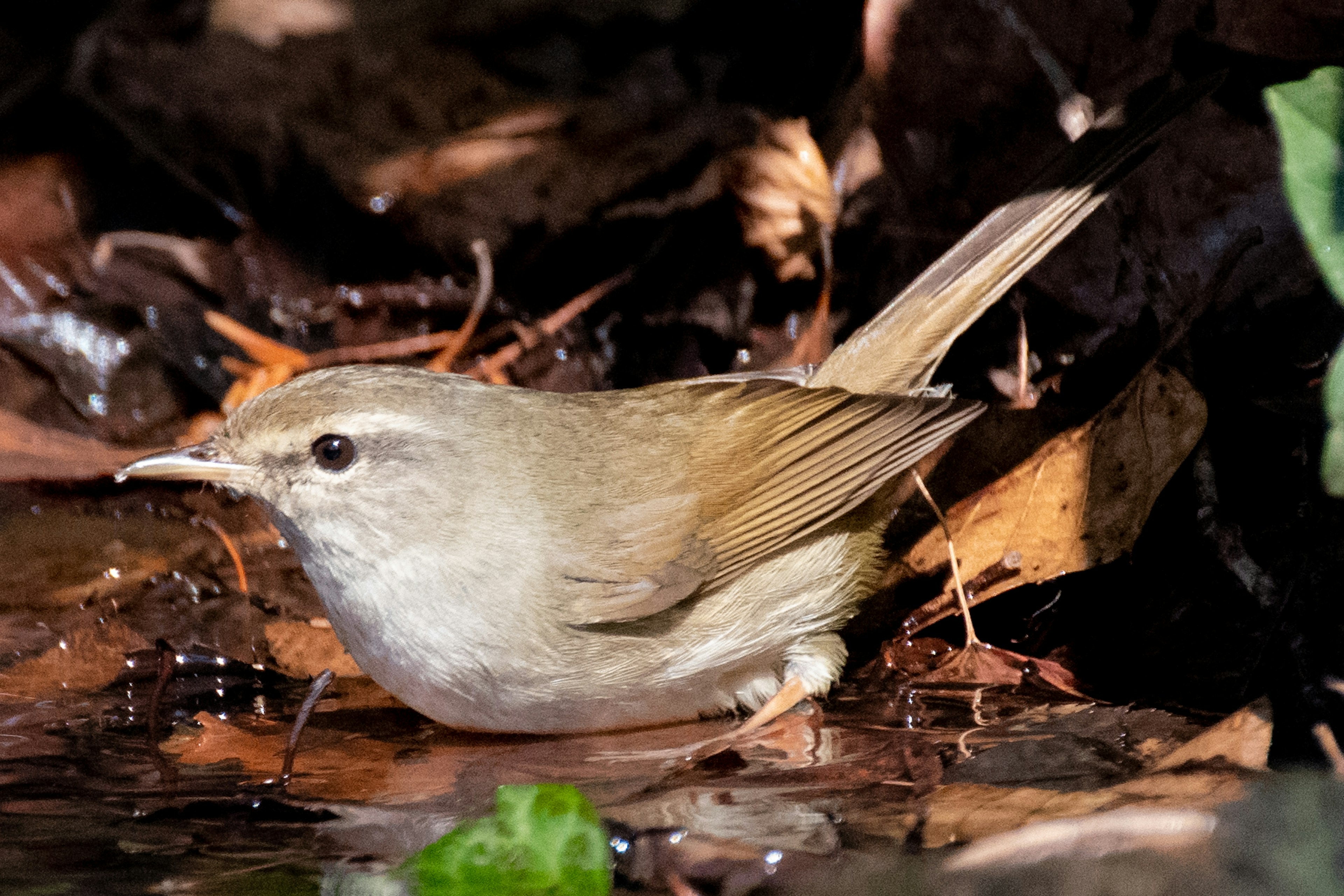 Ein kleiner brauner Vogel nahe einem Bach, der Wasser zwischen gefallenen Blättern trinkt