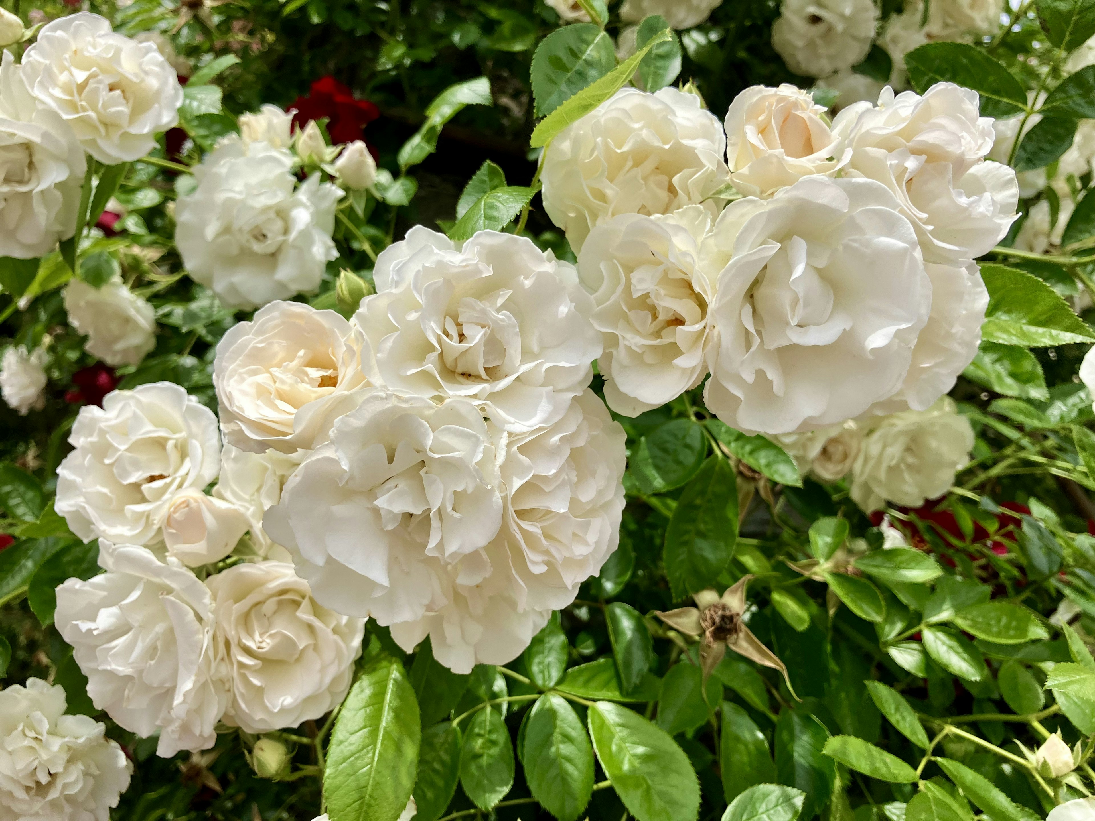 白いバラの花が緑の葉に囲まれて咲いている様子