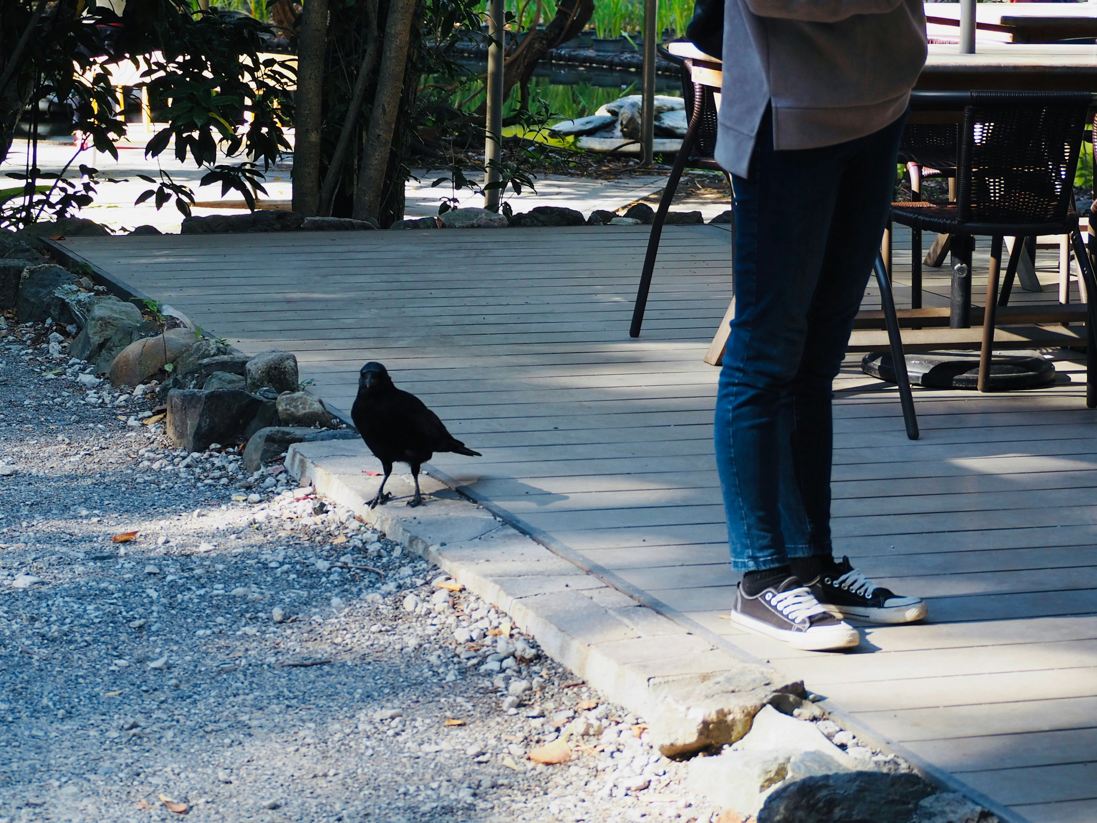 Une personne debout sur un chemin de parc avec un oiseau noir à proximité