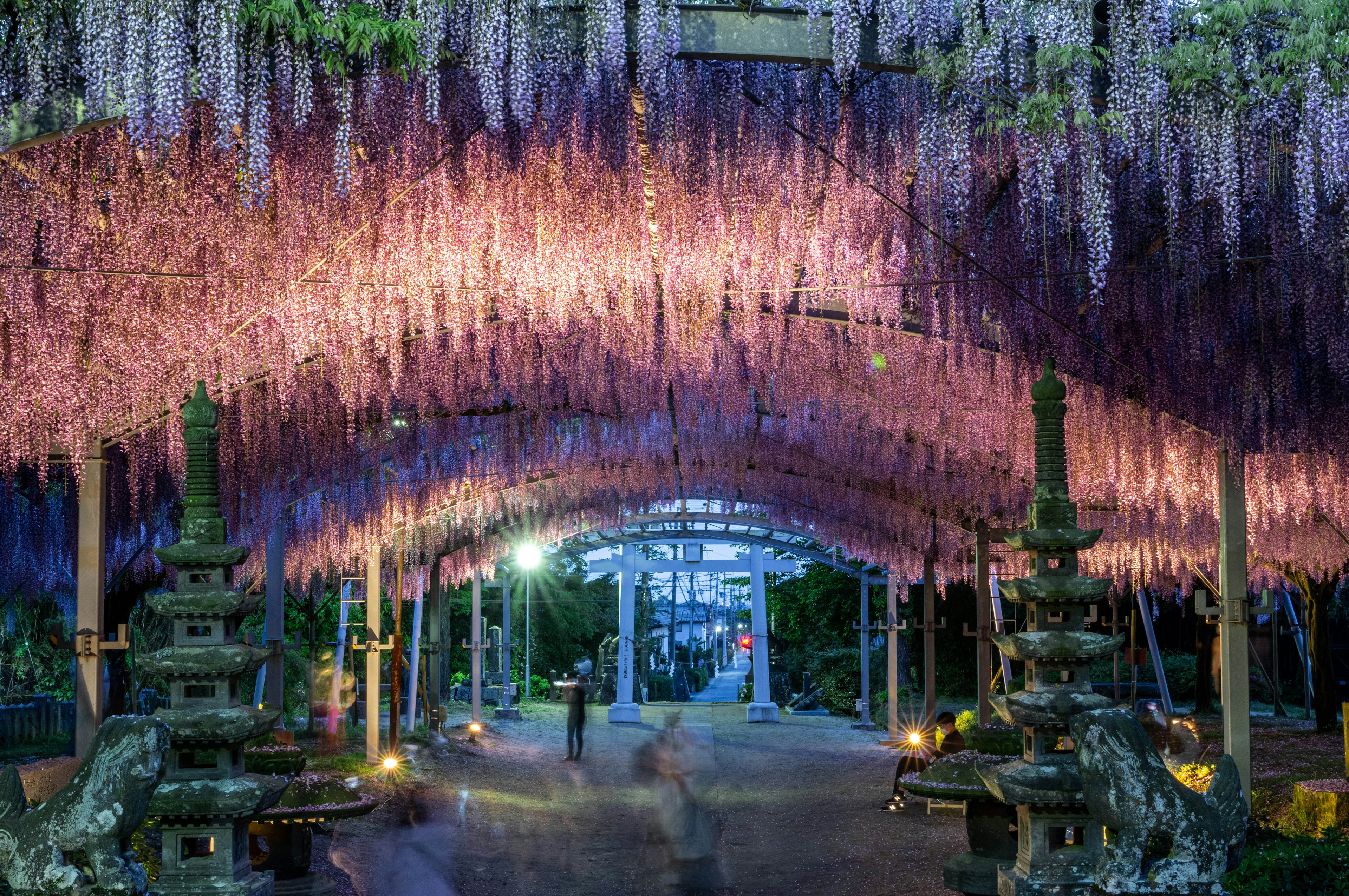 紫色の藤の花が吊るされた美しいアーチのある庭園