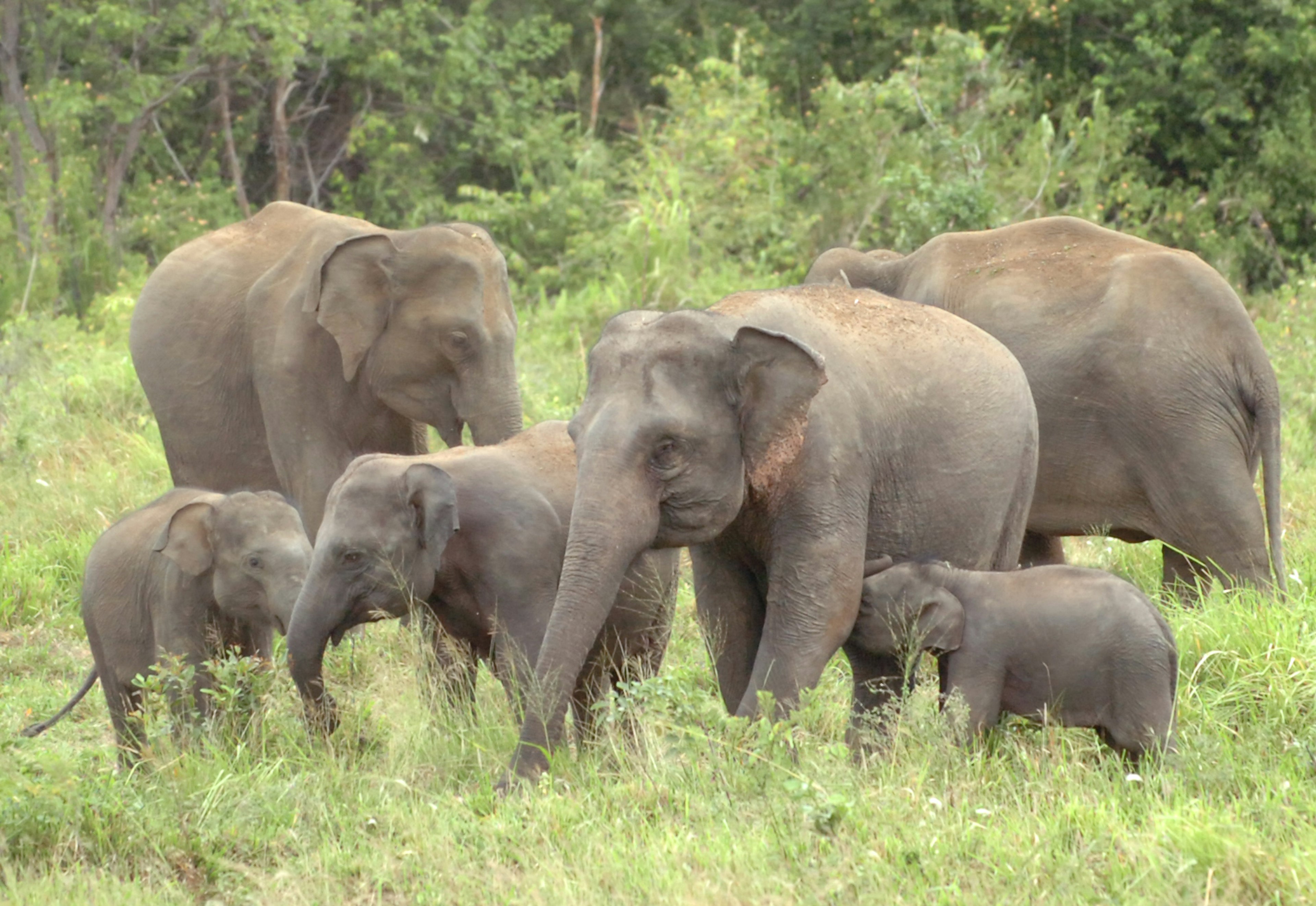 A family of elephants gathered in a grassy area