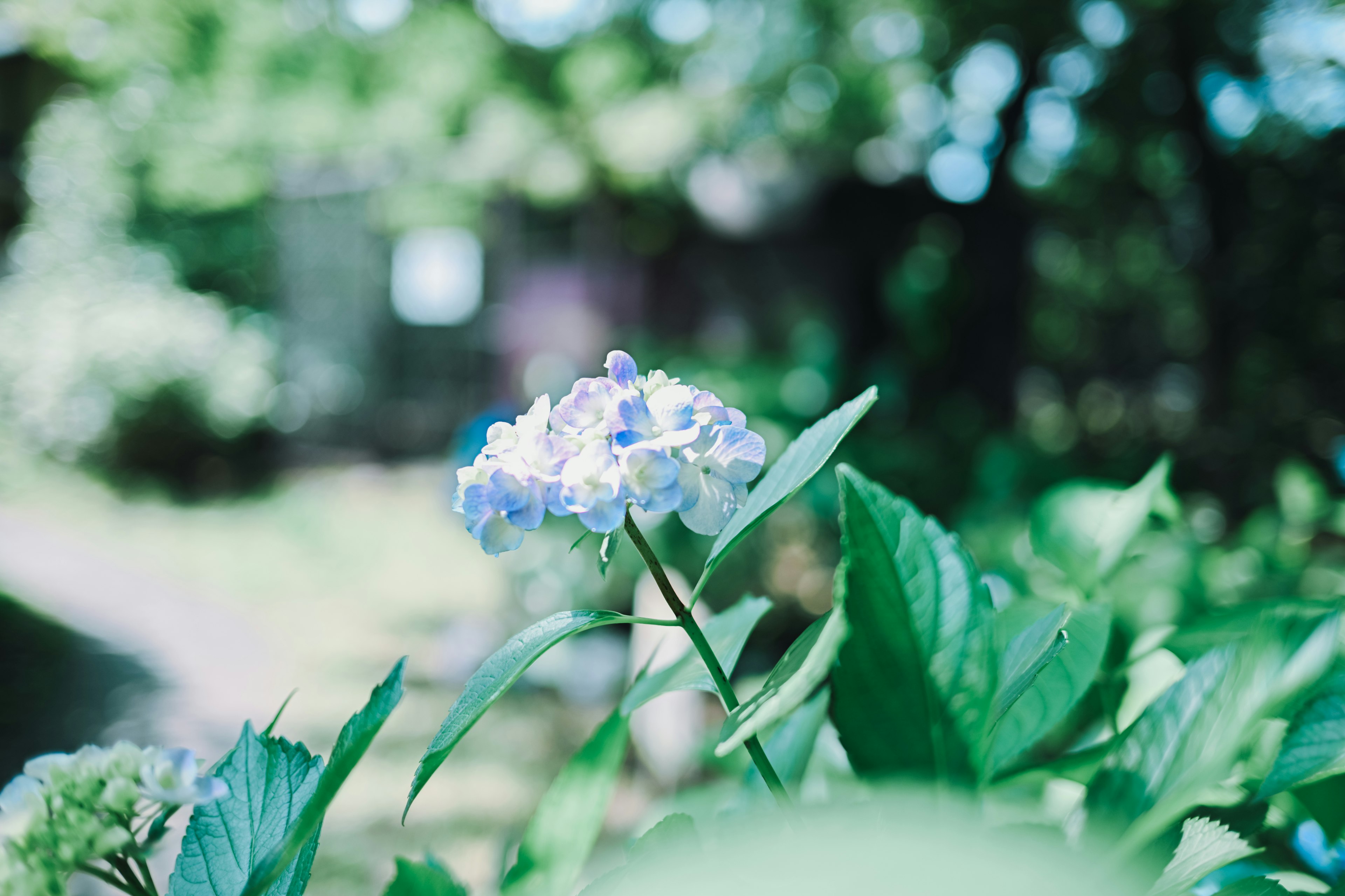 A close-up of a blue flower surrounded by green leaves in a natural setting