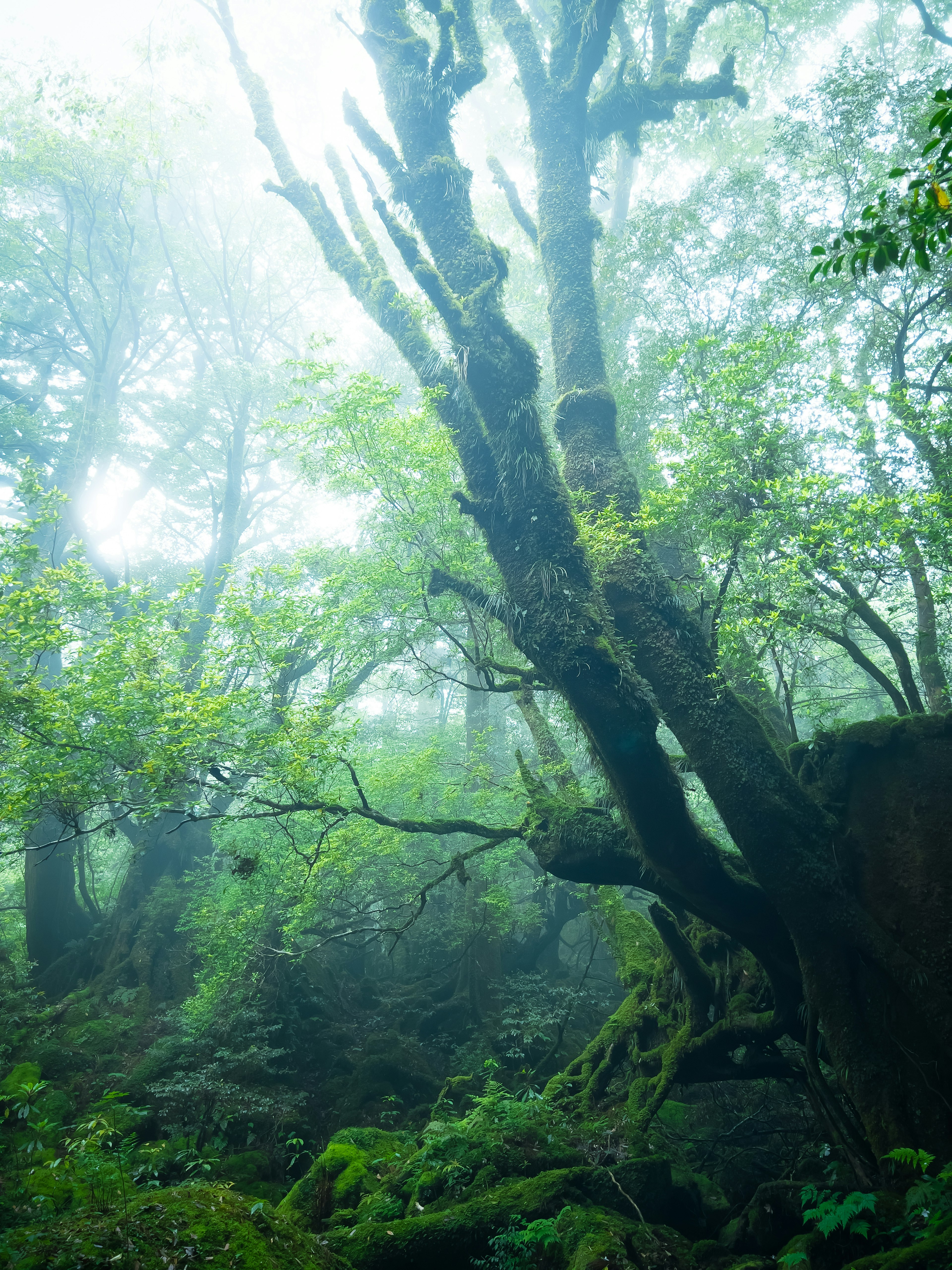 Grandi alberi e foglie verdi in una foresta nebbiosa